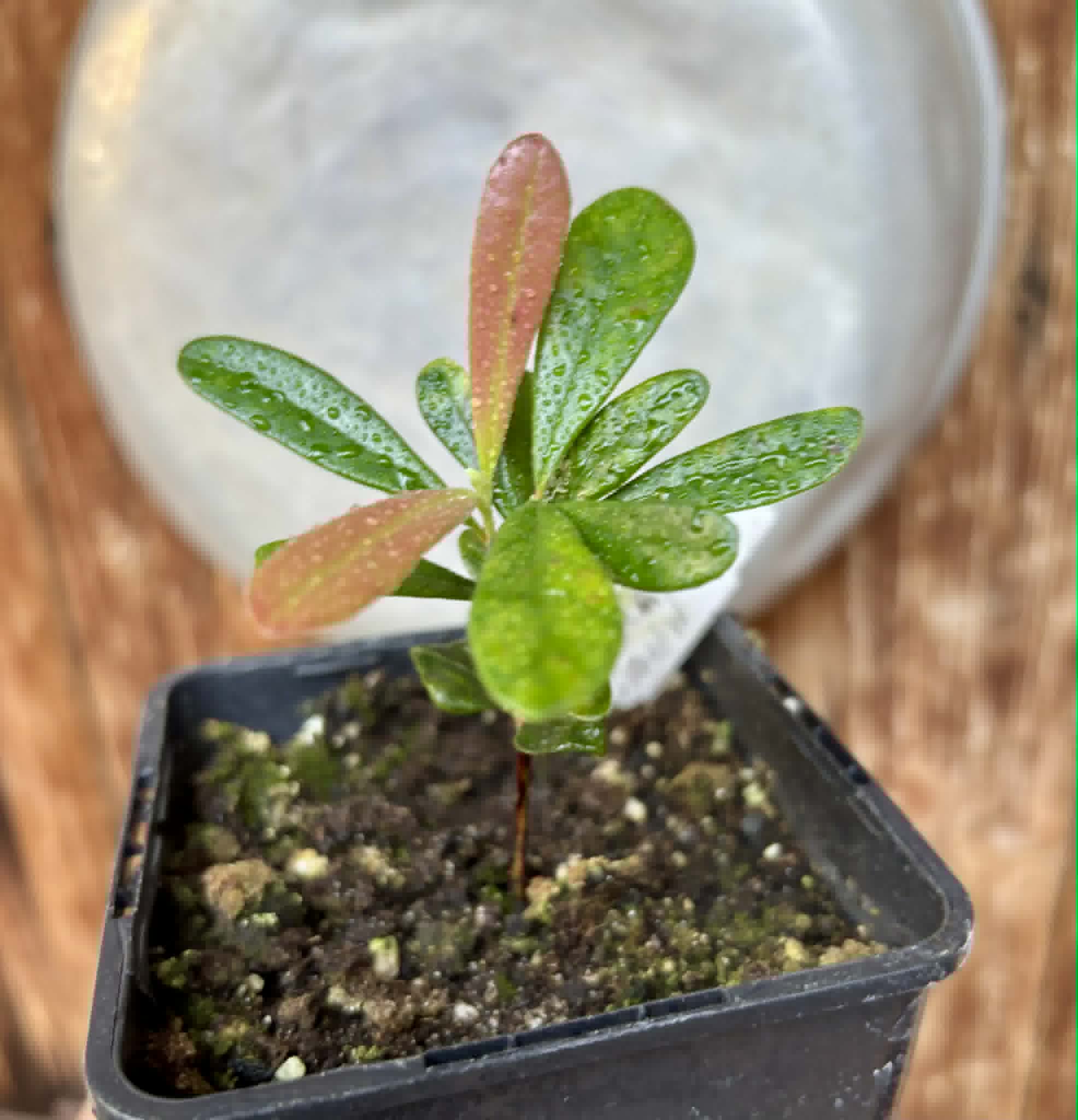 Myrcia luschnathiana -  1 potted seedling / 1 getopfter Sämling
