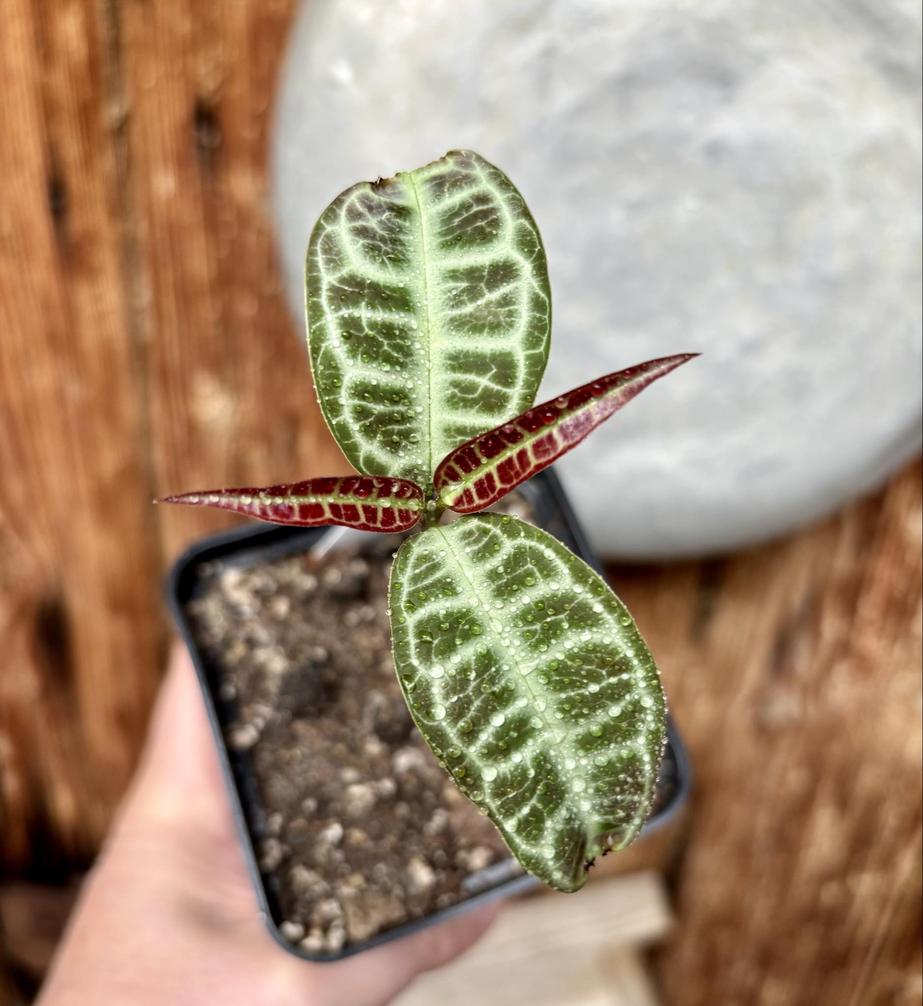 Eugenia sp Labisia -  1 potted seedling / 1 getopfter Sämling