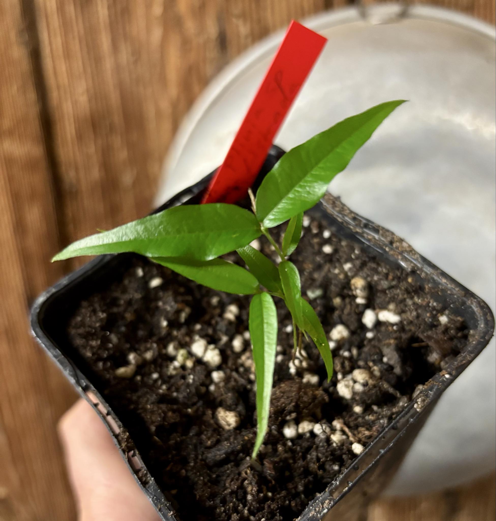 Plinia sp. Listrada - 1 potted seedling / 1 getopfter Sämling