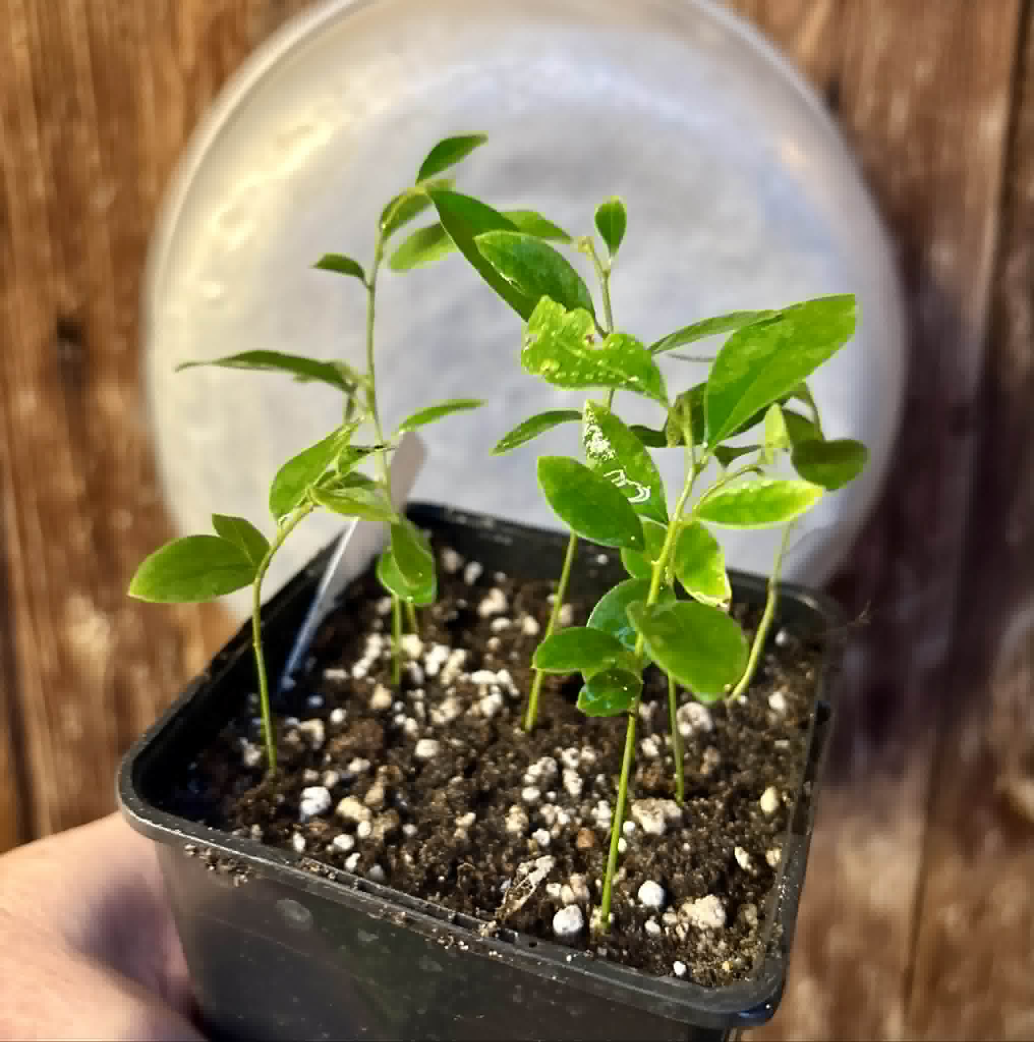 7 in 1 pot - Uvaria cordata -  7 seedlings in one pot / 7 Sämlinge in einem Topf