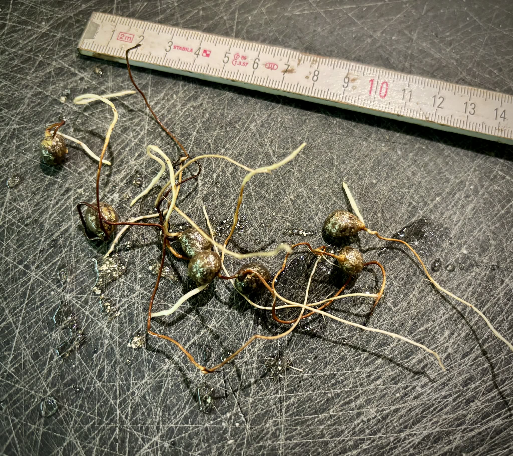 Eugenia sp Pitanguinha Orange - 1 germinated seed / 1 gekeimter Samen