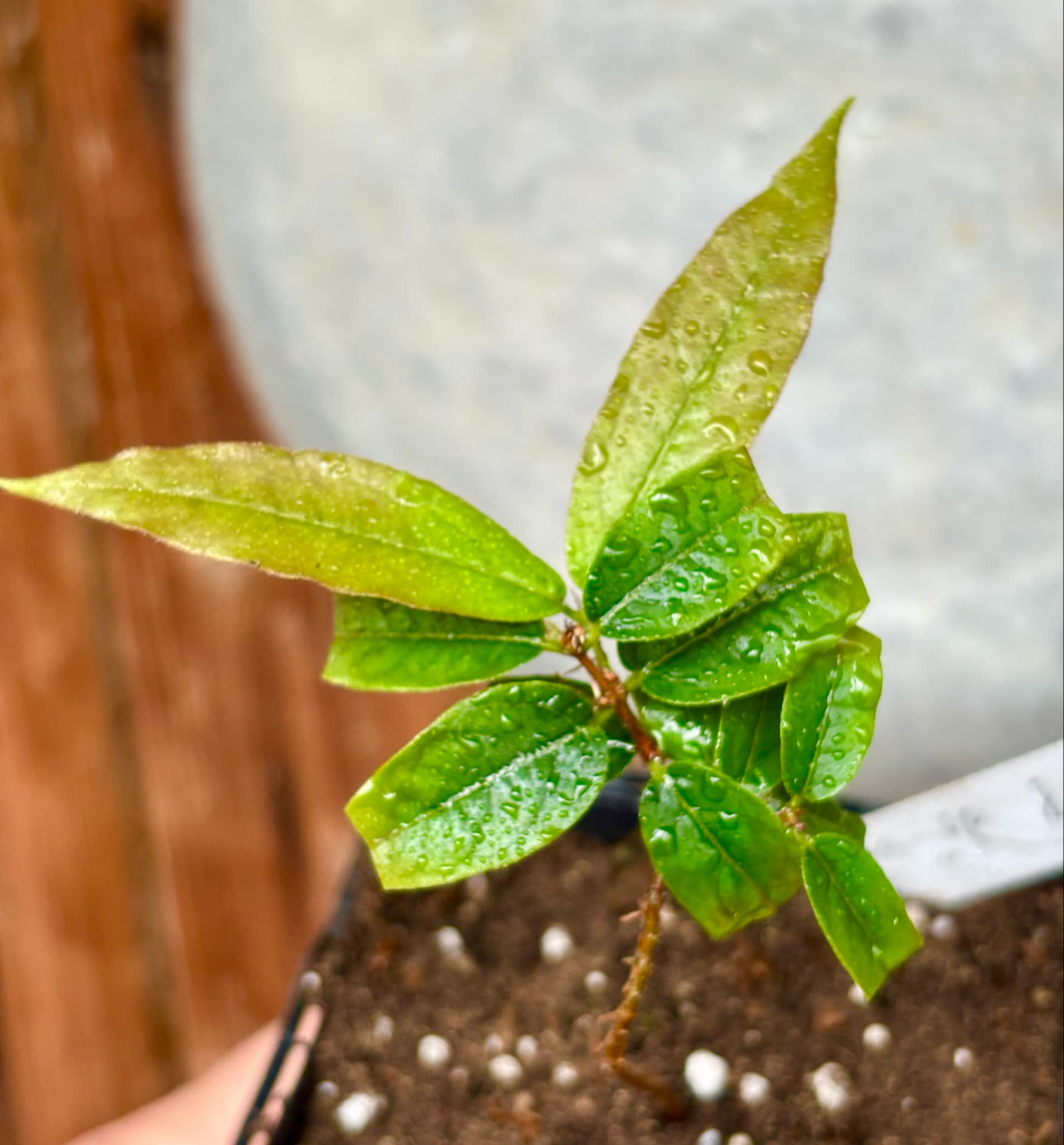 Plinia sp. JBV Argentina -  1 potted plant / 1 getopfte Pflanze