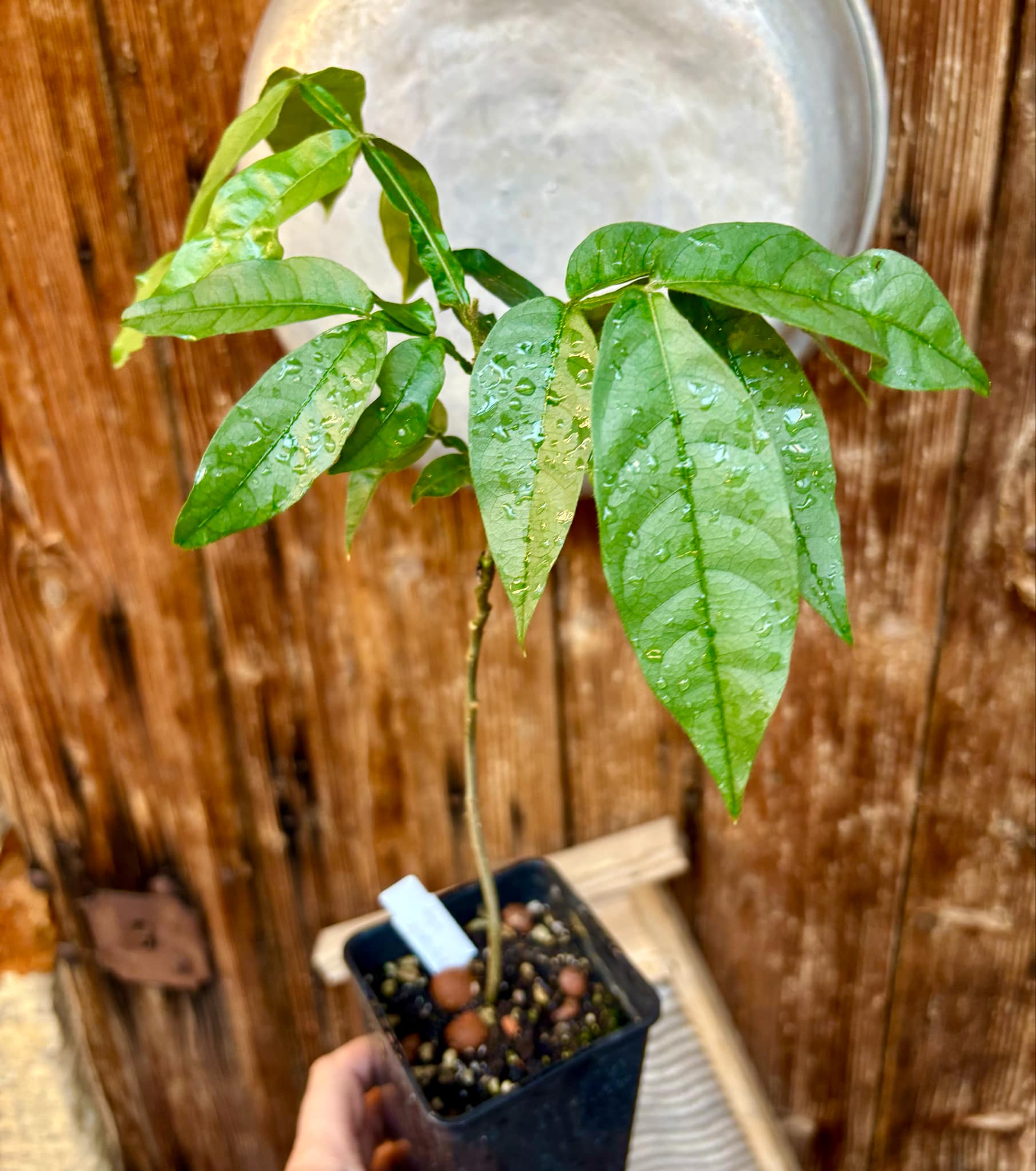 Inga spectabilis - Machete Ice cream bean - 1 potted plant / 1 getopfte Pflanze