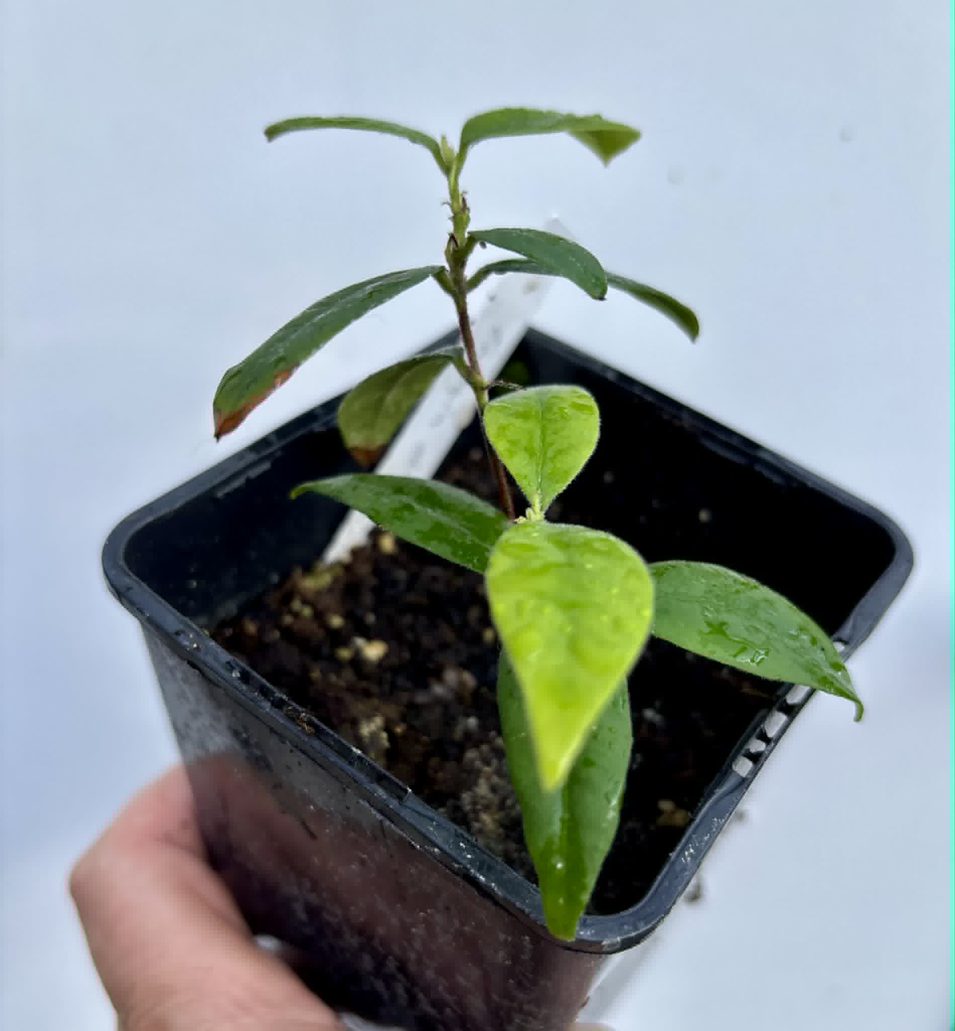 Eugenia oblongata - 1 potted plant / 1 getopfte Pflanze