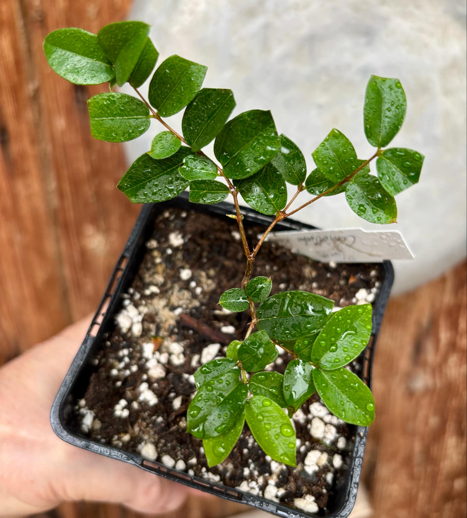 Jaboticaba - Plinia sp Canelinha Polpa rosea - 1 small potted seedling / 1 kleiner, getopfter Sämling