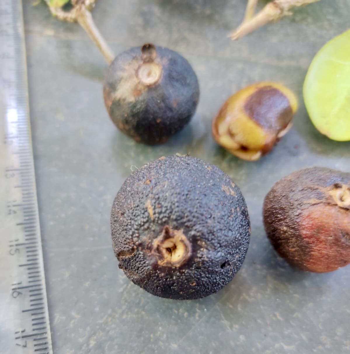Plinia sp flavonoides -  1 fresh seed / 1 frischer Samen