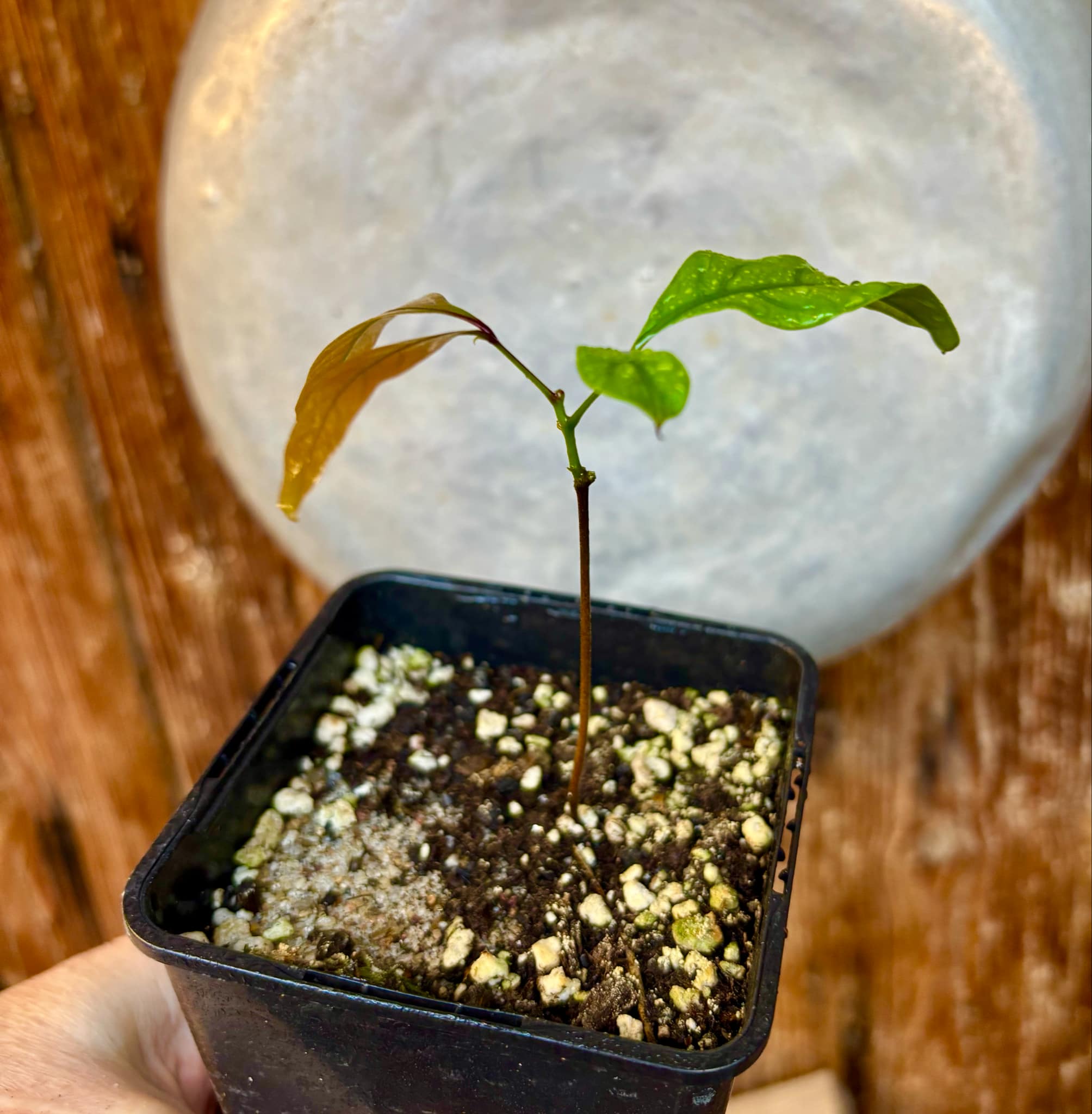 Xerospermum noronhianum - 1 small potted seedling / 1 kleiner, getopfter Sämling Xerospermum noronhianum - 1 small potted seedling / 1 kleiner, getopfter Sämling