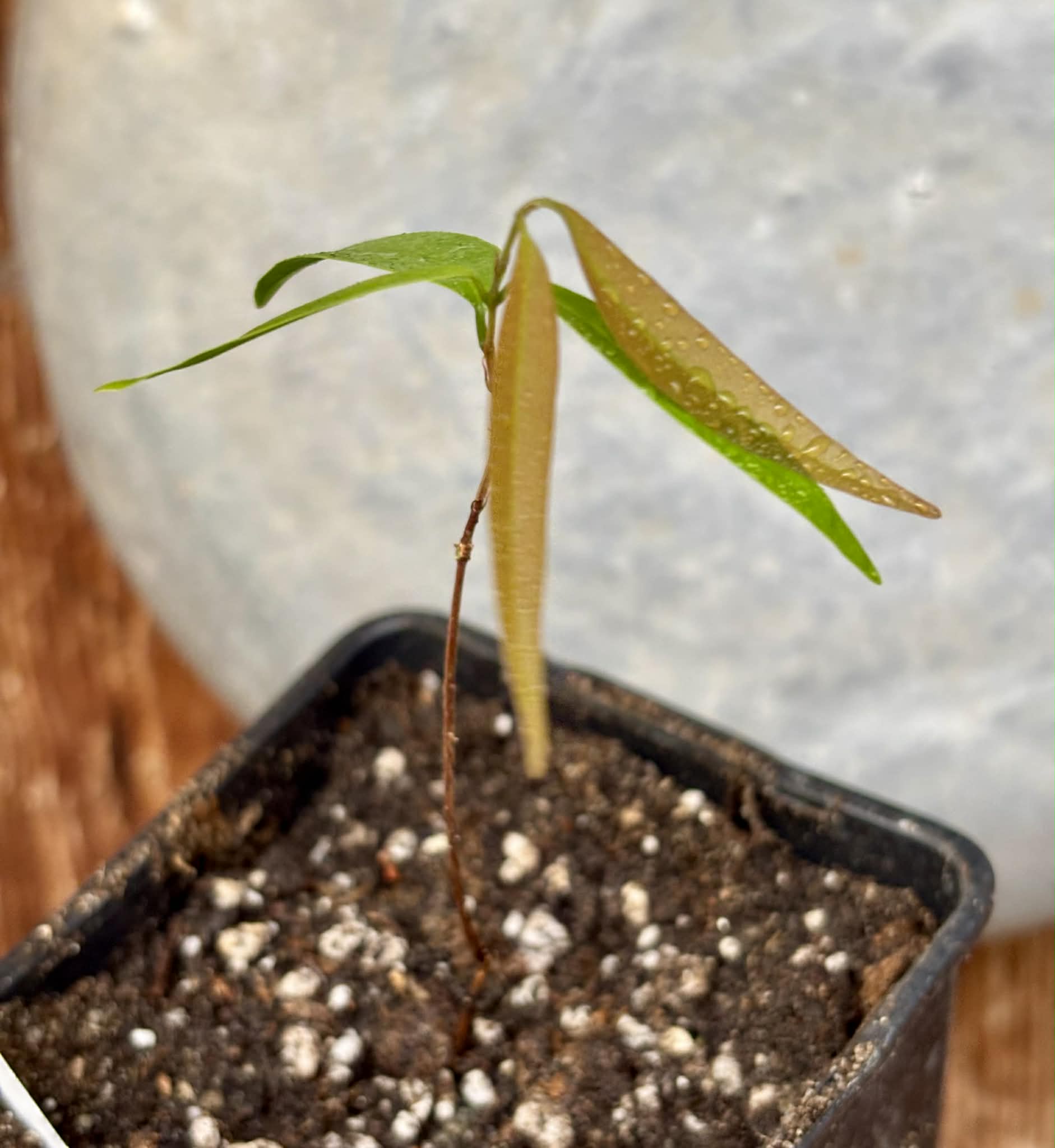 Neomitranthes sp Rubi - 1 potted seedling / 1 getopfter Sämling