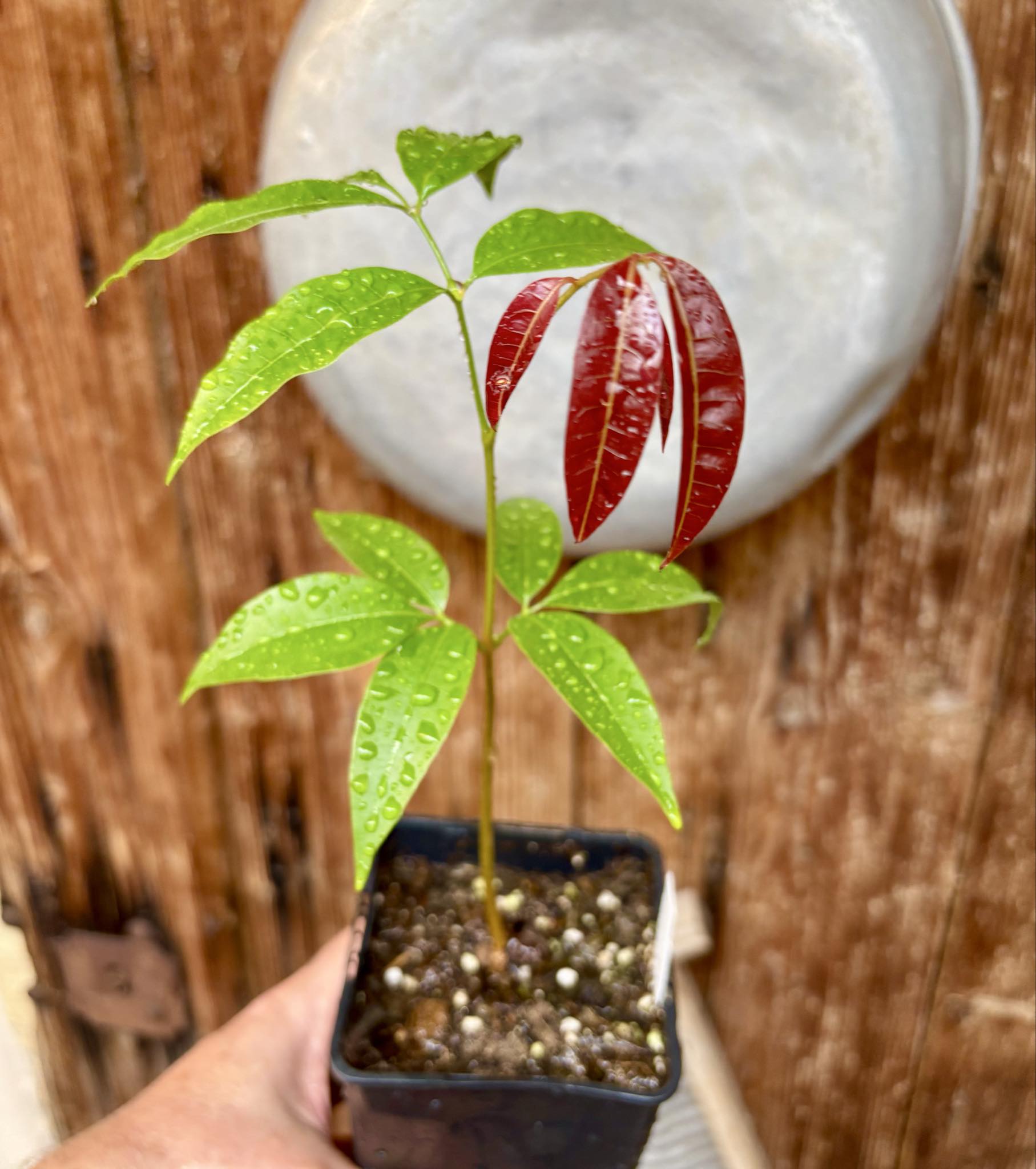 Talisia cerasina - 1 potted seedling / 1 getopfter Sämling