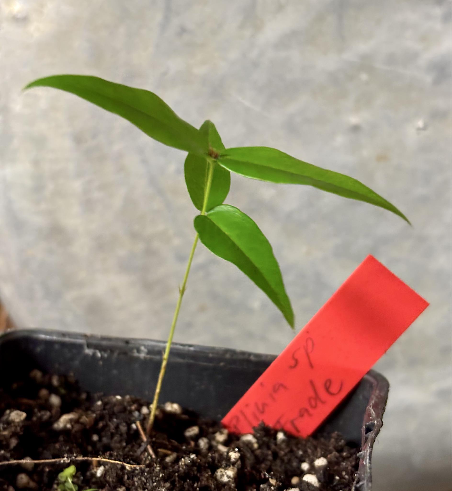 Plinia sp. do Frade - 1 potted seedling / 1 getopfter Sämling