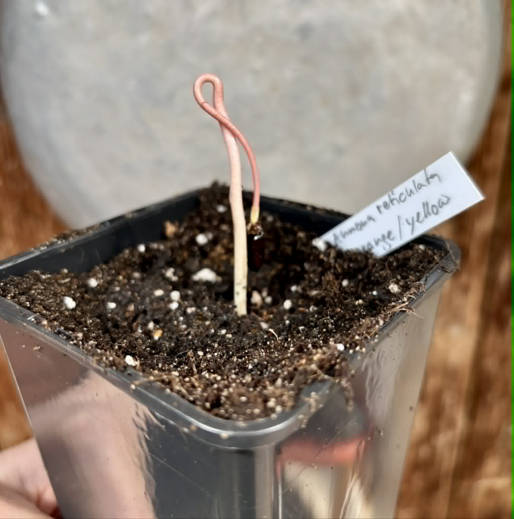 Annona reticulata var Orange- 1 potted seedling / 1 getopfter Sämling
