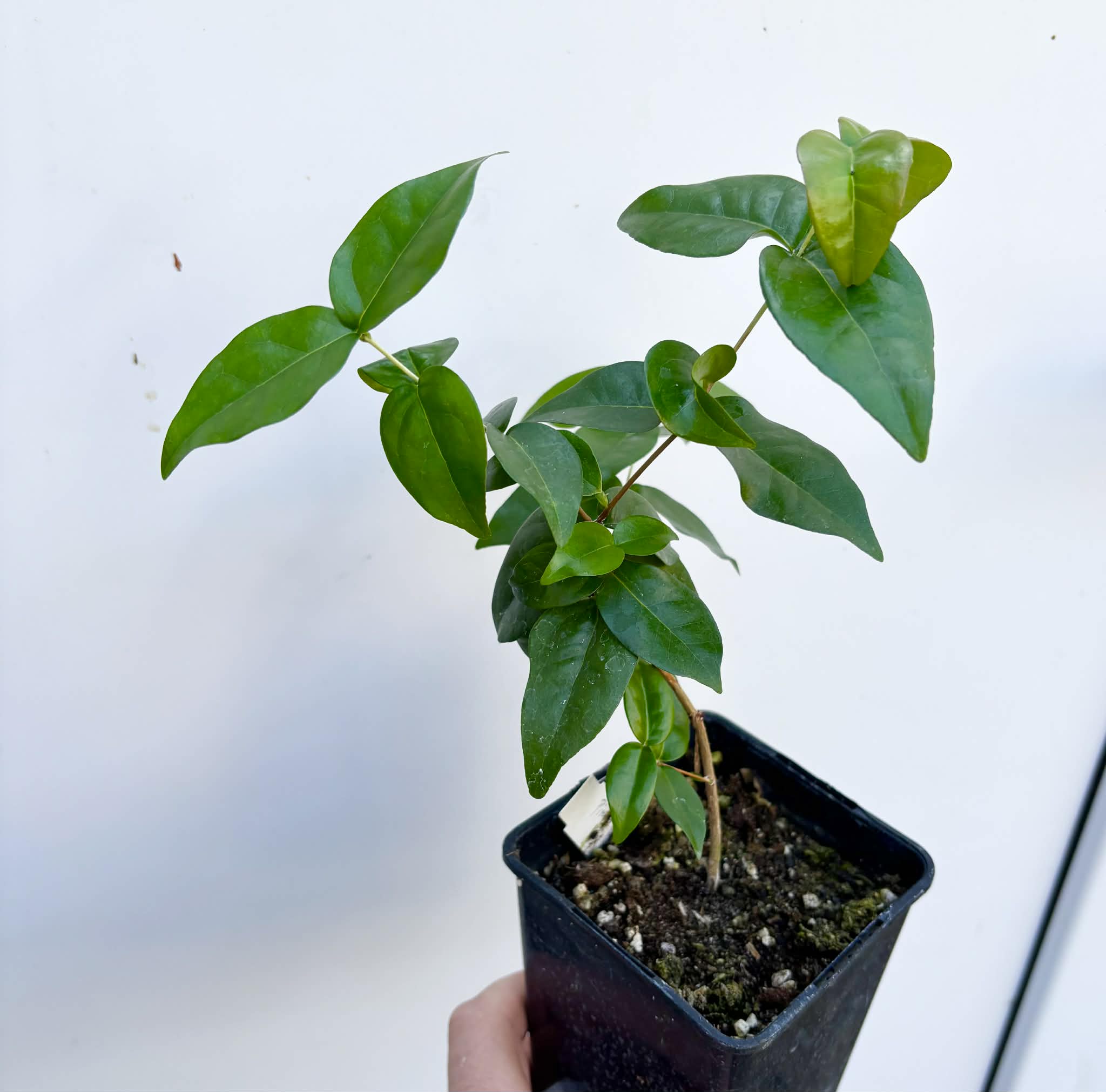 Eugenia uniflora var. black  - cultivated variety / 1 potted plant / 1 getopfte Pflanze
