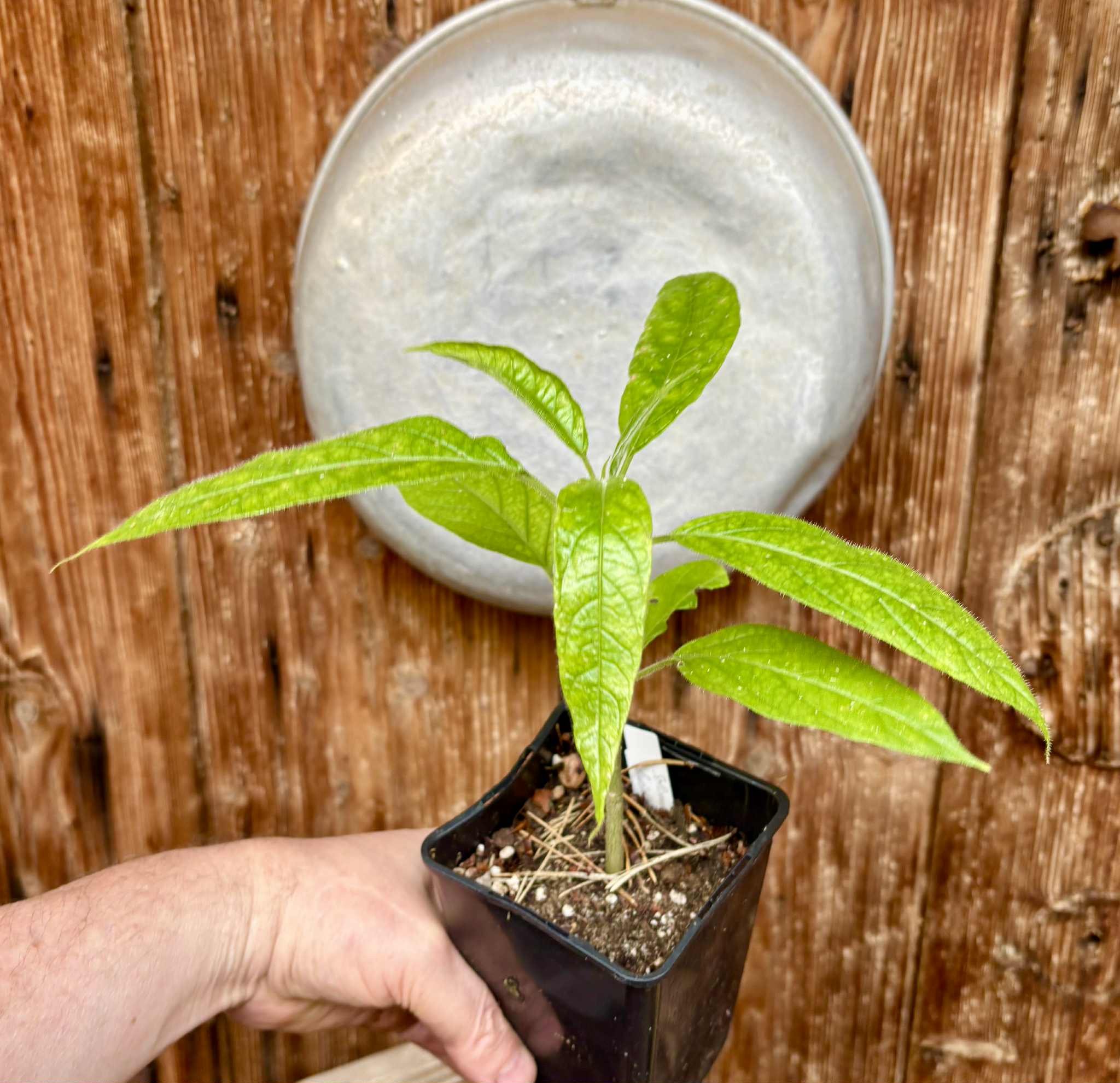 Solanum luridifuscescens - Tomatao Verde Piloso - 1 potted seedling / 1 getopfter Sämling
