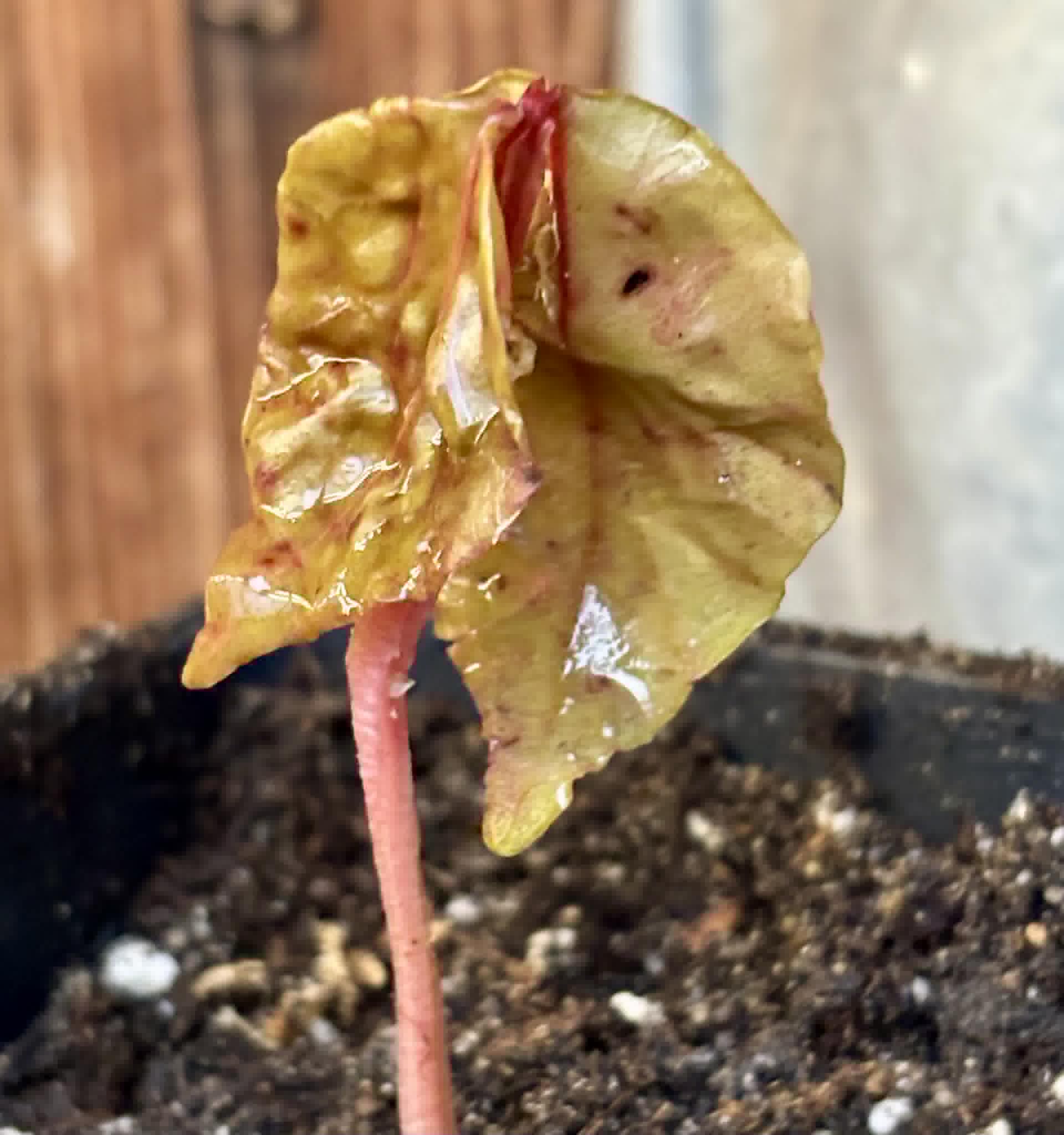 Myrcia sp Jaboticaba de Penca -  1 potted seedling / 1 getopfter Sämling