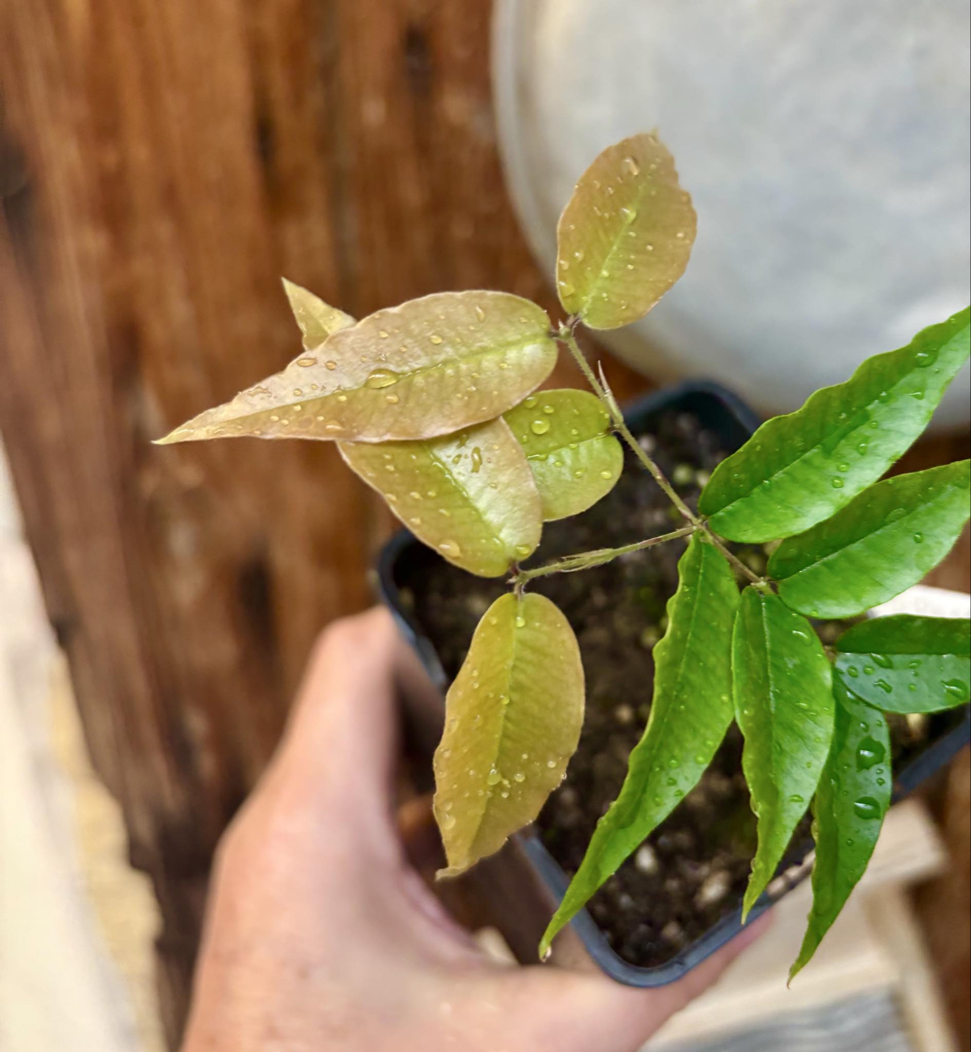 Jaboticaba - Plinia sp Rajada Cabo longo verde -  1 potted seedling / 1 getopfter Sämling