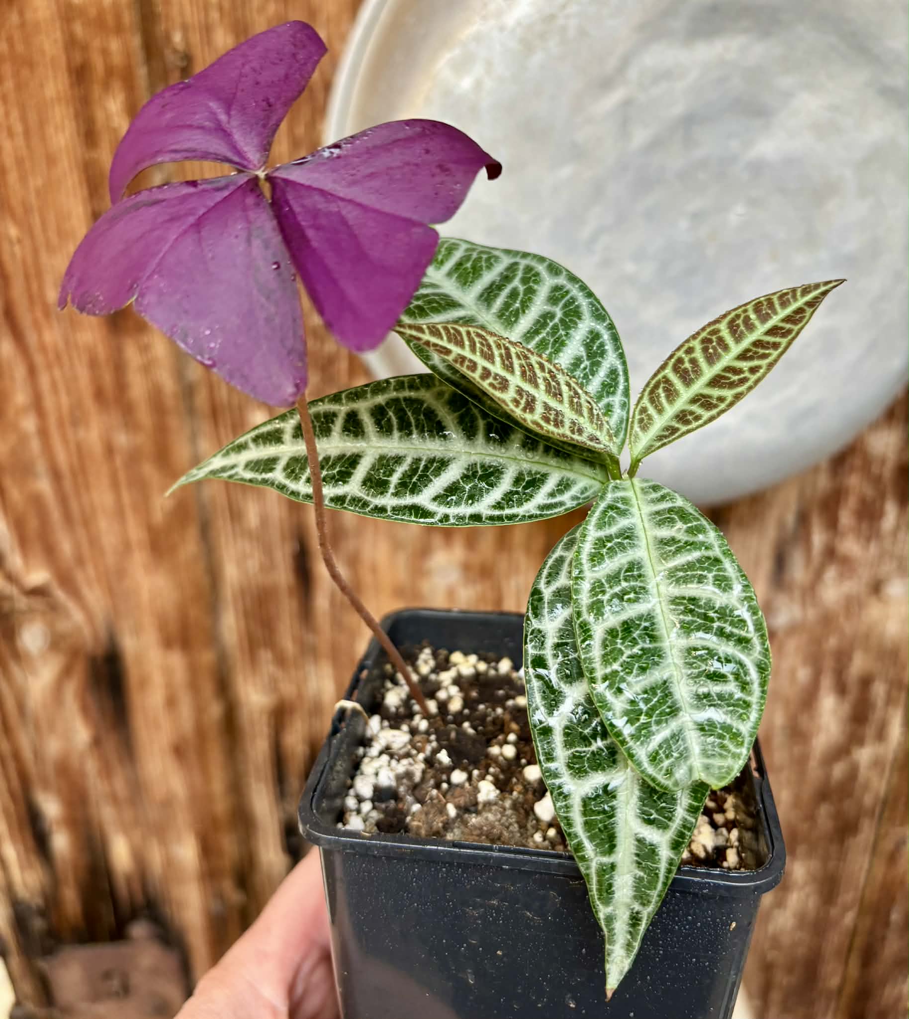 Eugenia sp Labisia -  1 potted plant / 1 getopfte Pflanze