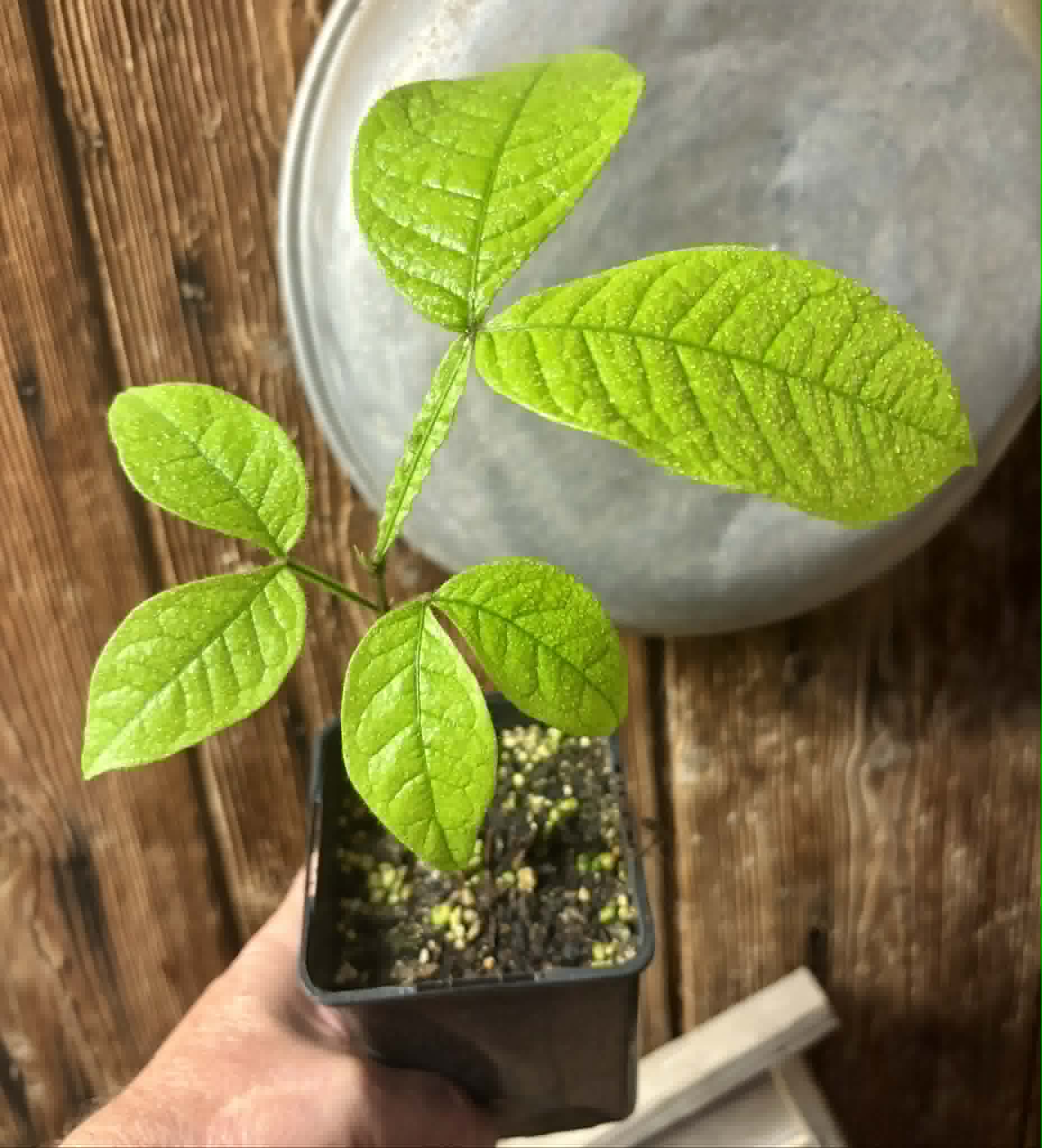 Inga aptera  - 1 potted seedling / 1 getopfter Sämling