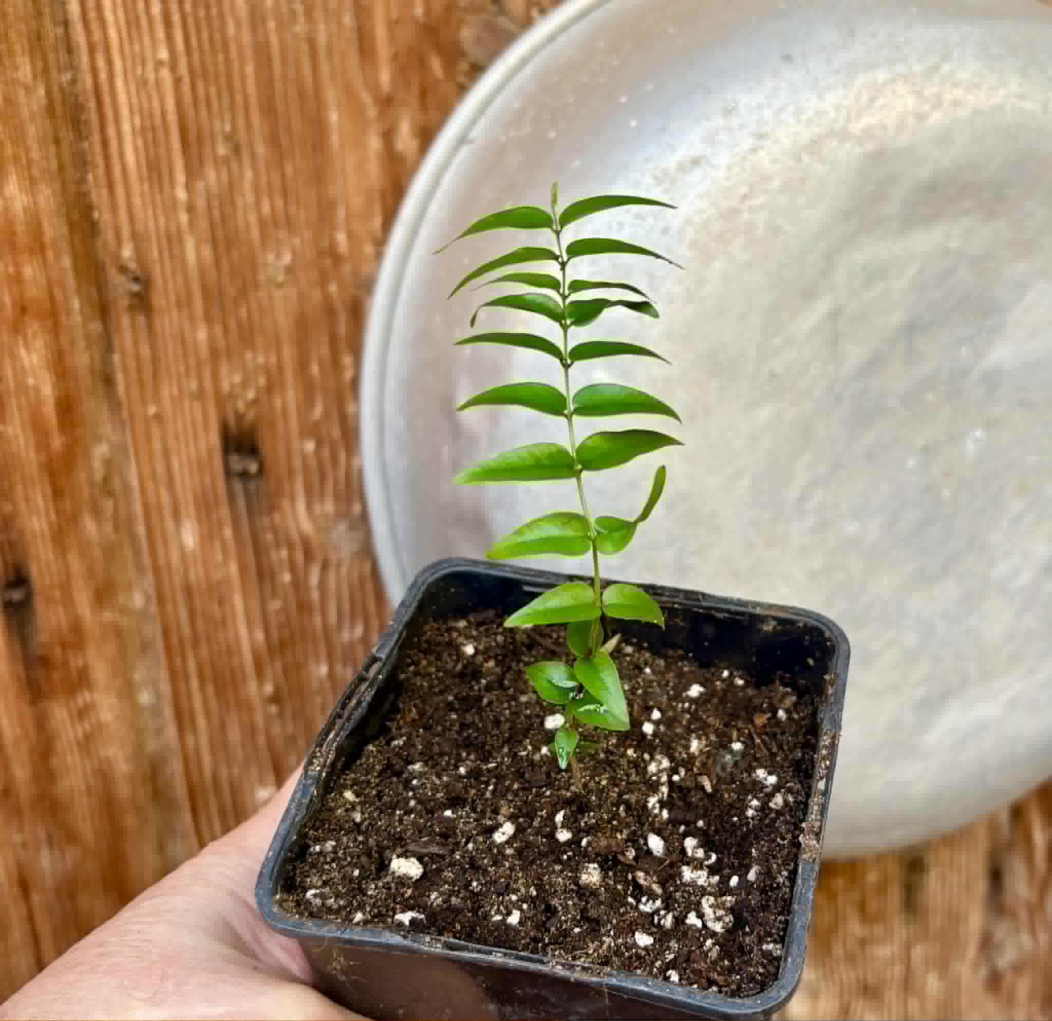 Myrciaria sp Maruim - 1 potted seedling / 1 getopfter Sämling