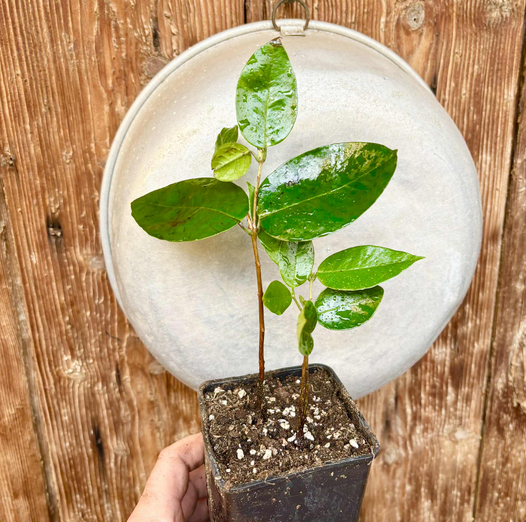 Cambuca (Plinia edulis) - 1 potted plant / 1 getopfte Pflanze