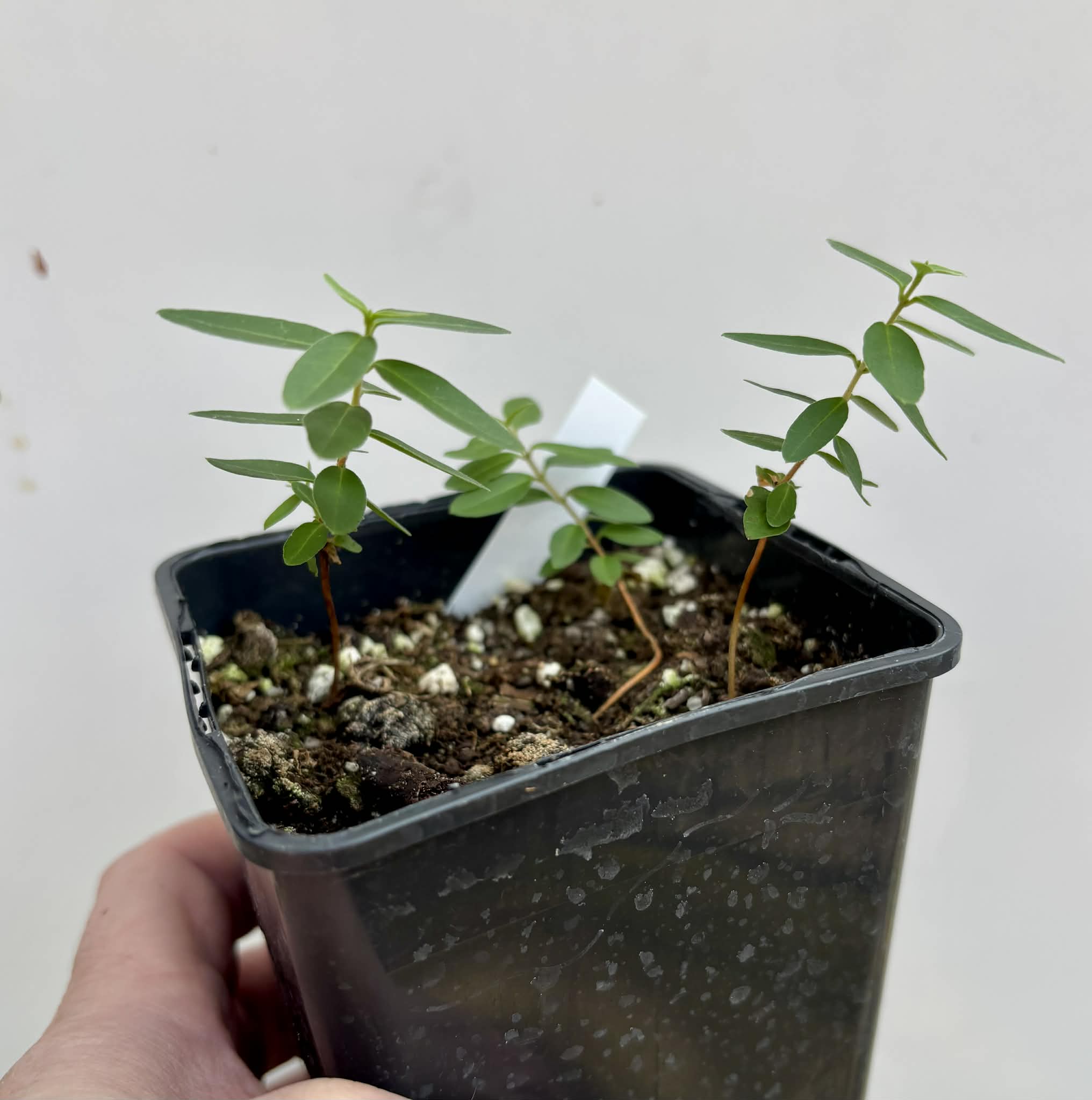 3 in 1 pot - Guayabita (Psidium oligospermum) - 3 seedlings in one pot / 3 Sämlinge in einem Topf