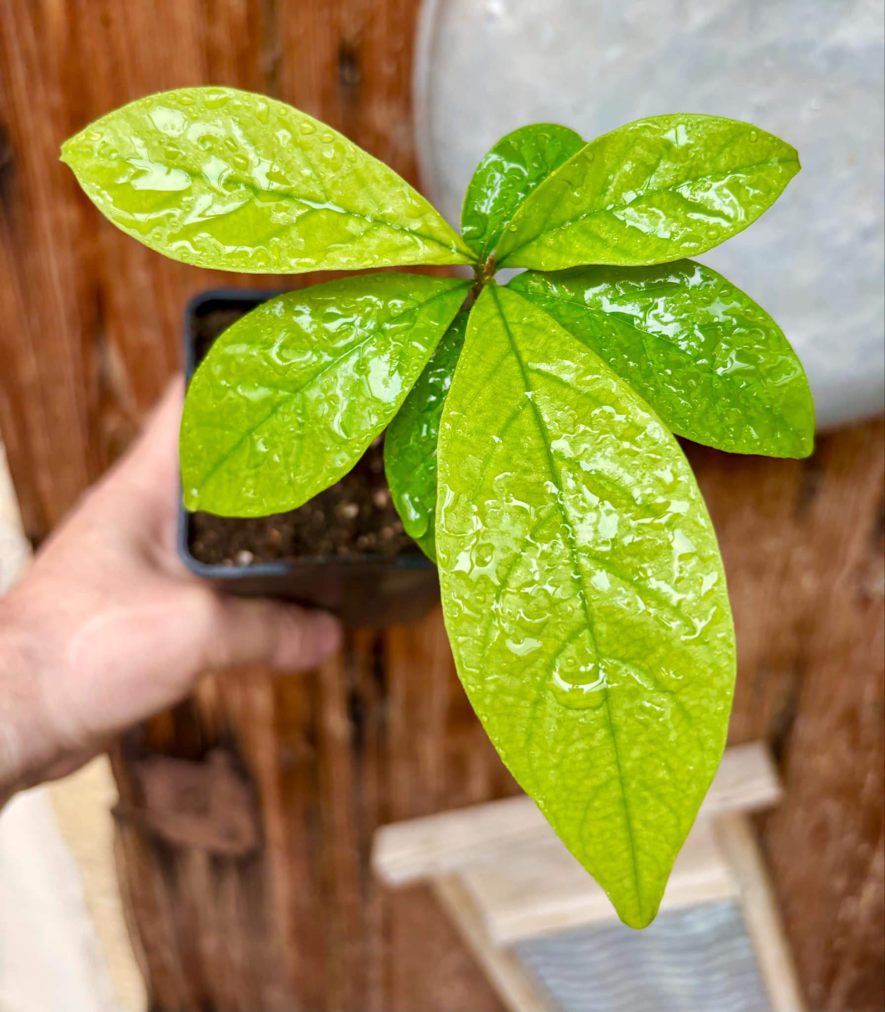 Marmixa (Pradosia lactescens) - 1 potted plant / 1 getopfte Pflanze