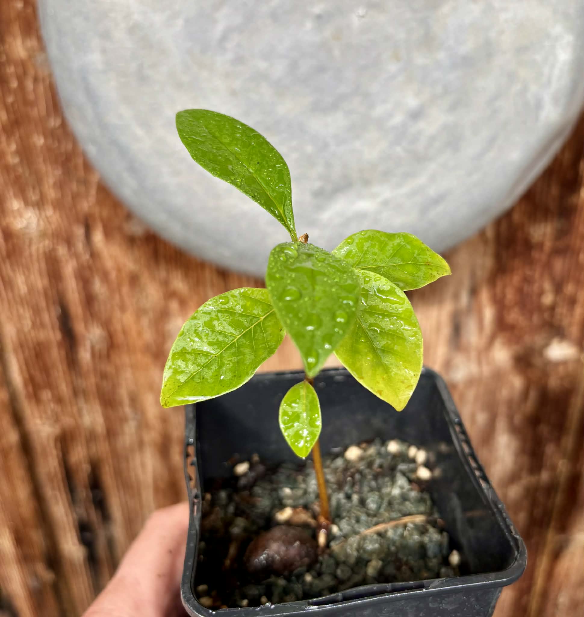 Marmixa (Pradosia lactescens) - 1 potted plant / 1 getopfte Pflanze