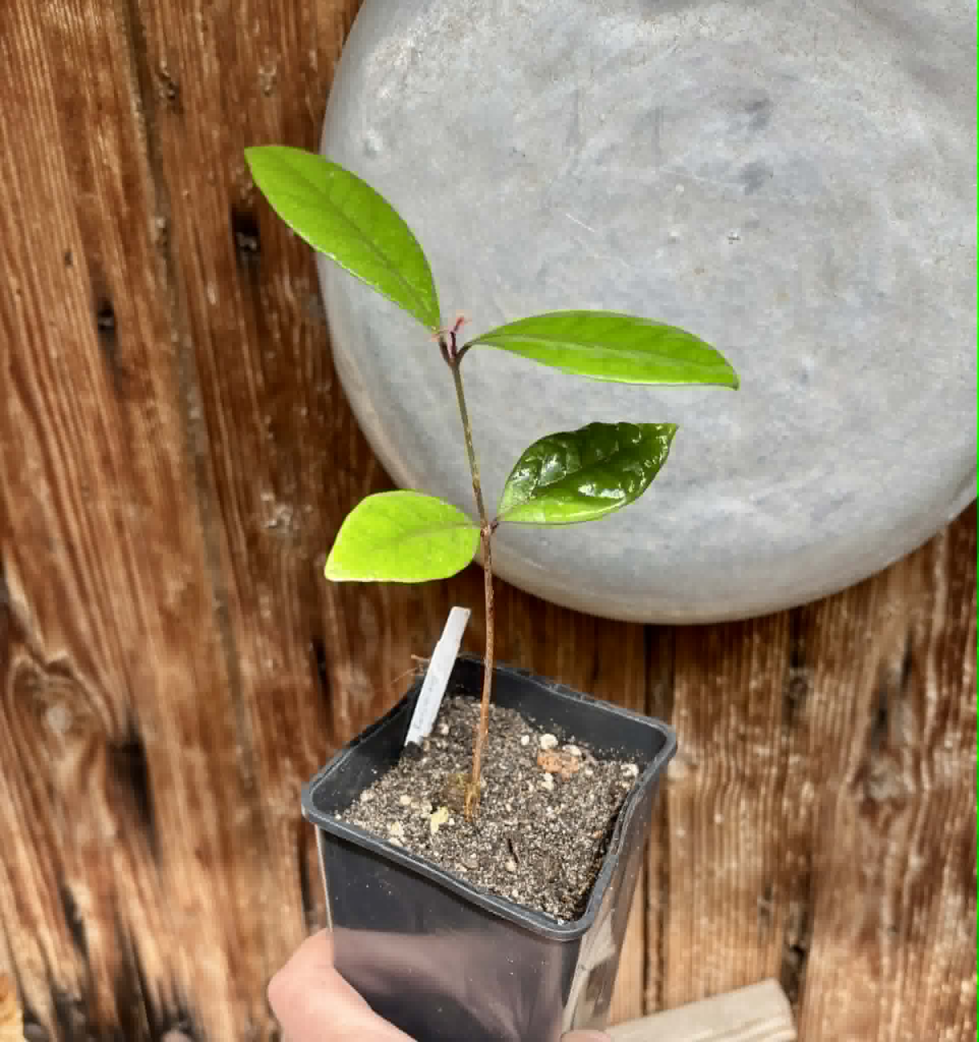 Eugenia rotundifolia var. Maruim - 1 potted seedling / 1 getopfter Sämling