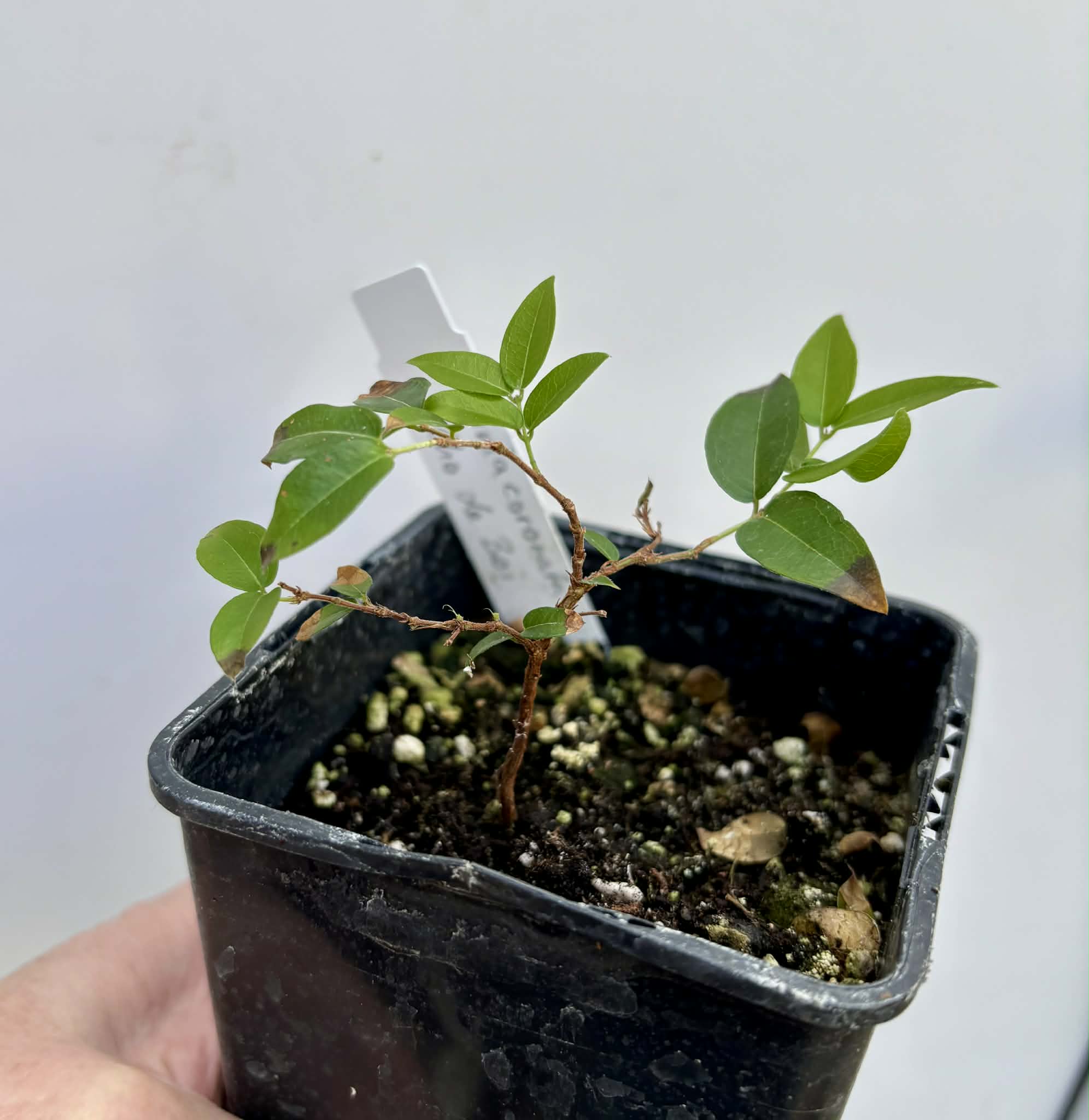 Plinia coronata var. Olho de Boi Seleção - 1 potted seedling / 1 getopfter Sämling