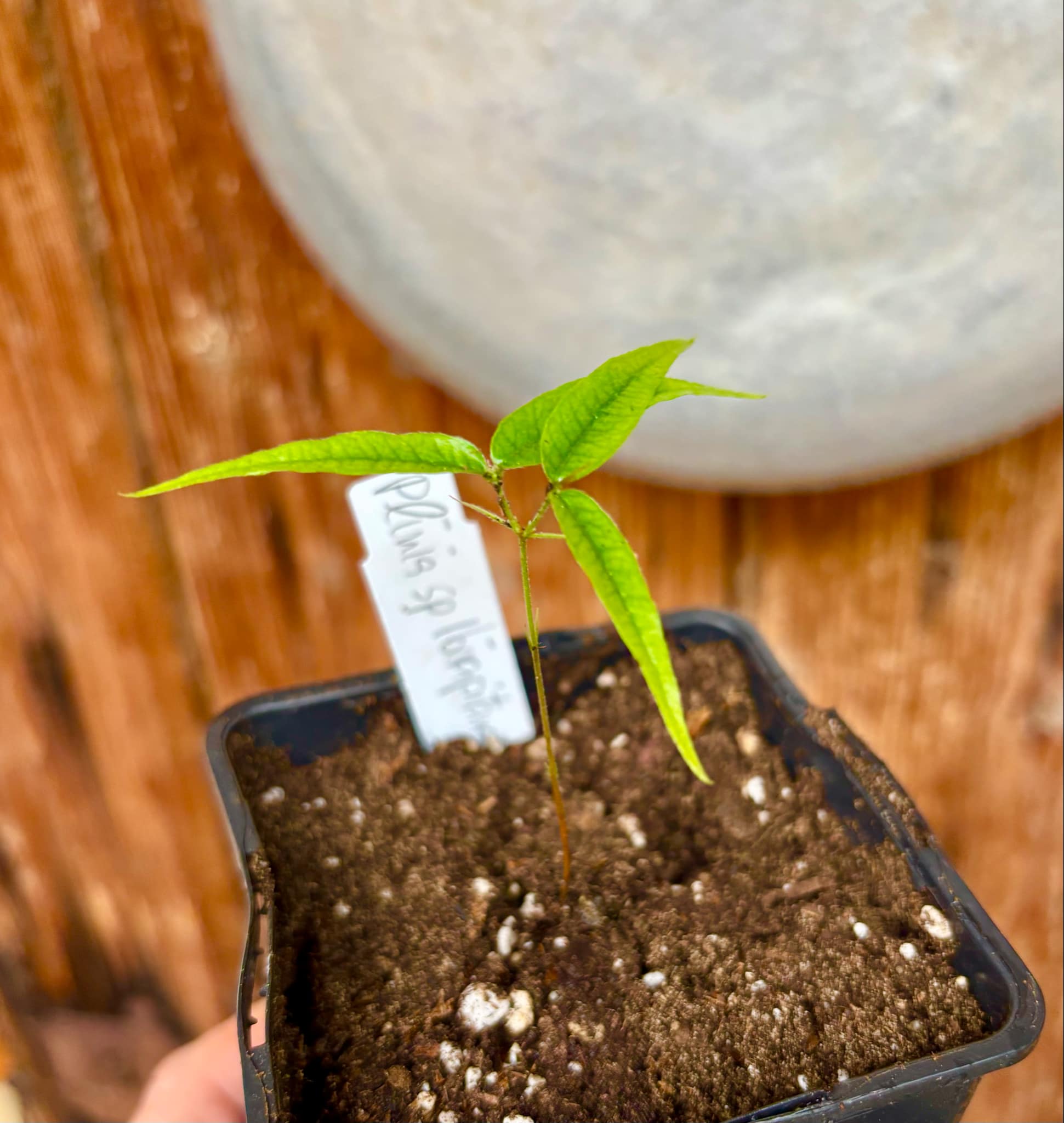 Plinia sp Ibirapitanga -  1 fresh potted seedling / 1 frisch getopfter Sämling