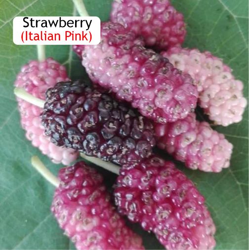 Pre Order - Strawberry / Italian Pink (Morus alba 'Strawberry') - 1 grafted, potted plant / 1 veredelte, getopfte Pflanze
