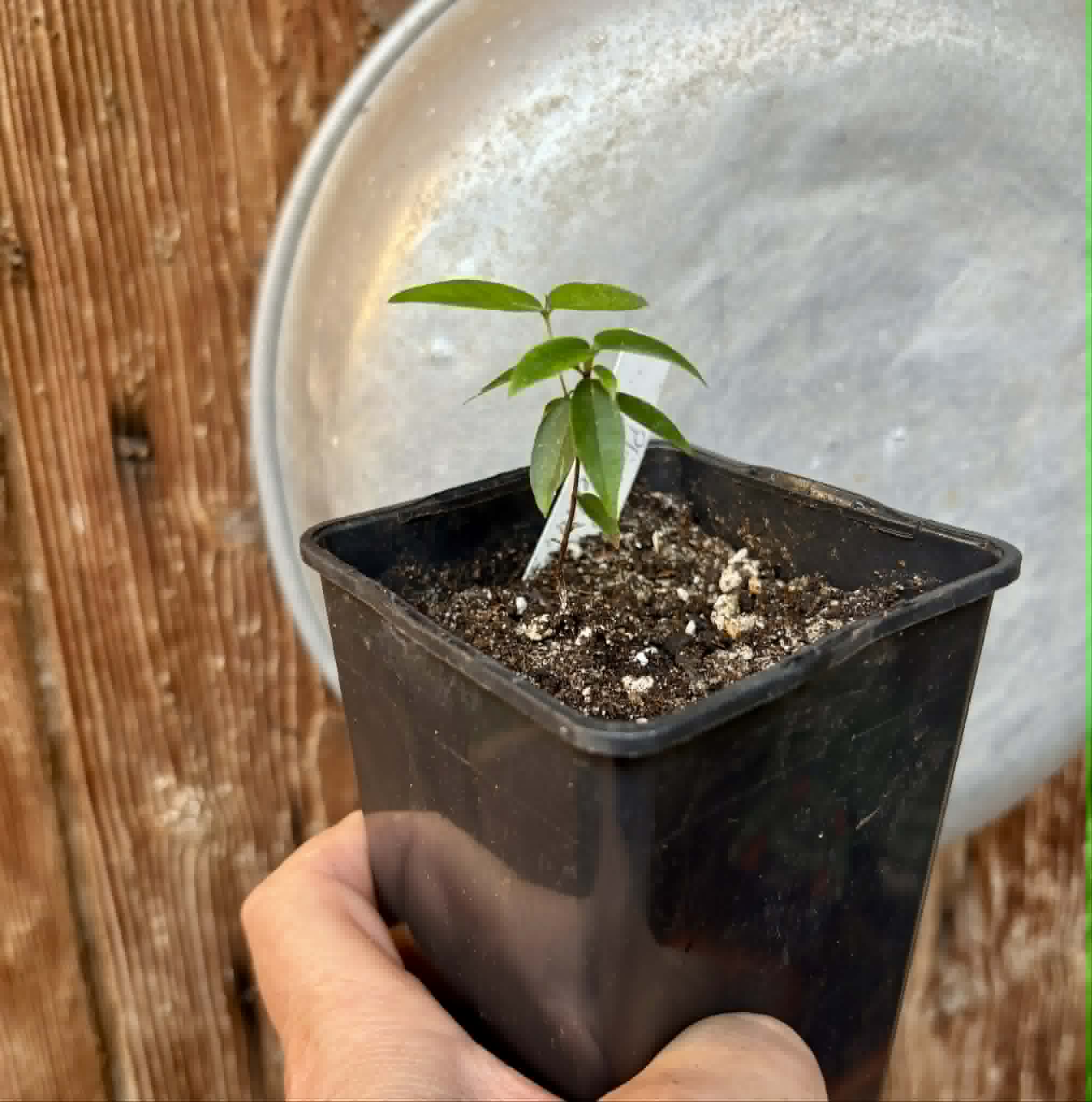 Plinia sp Pai Pedro -  1 potted seedling  / 1 getopfter Sämling