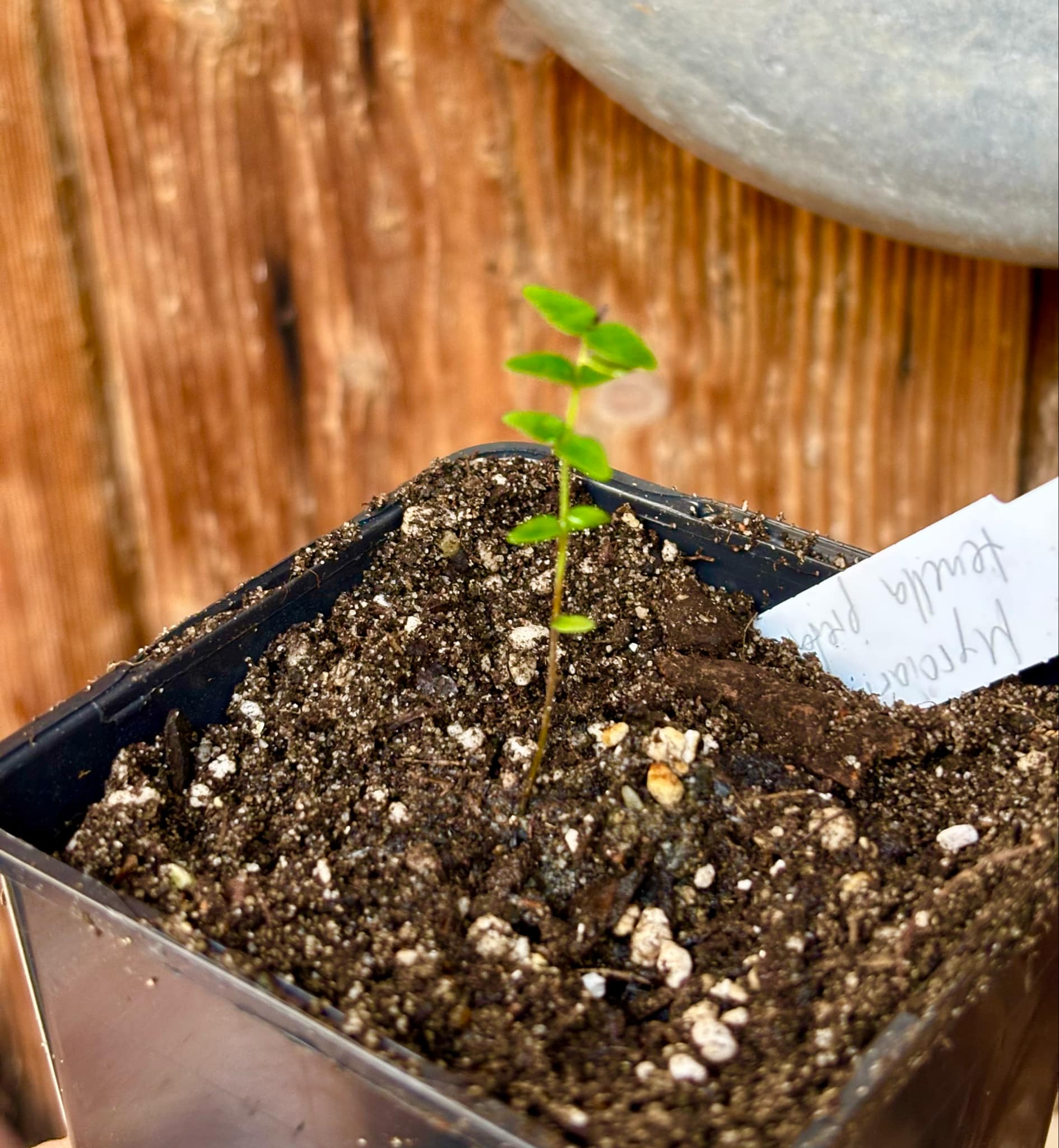 Myrciaria tenella preta  - 1 small potted seedling / 1 kleiner, getopfter Sämling