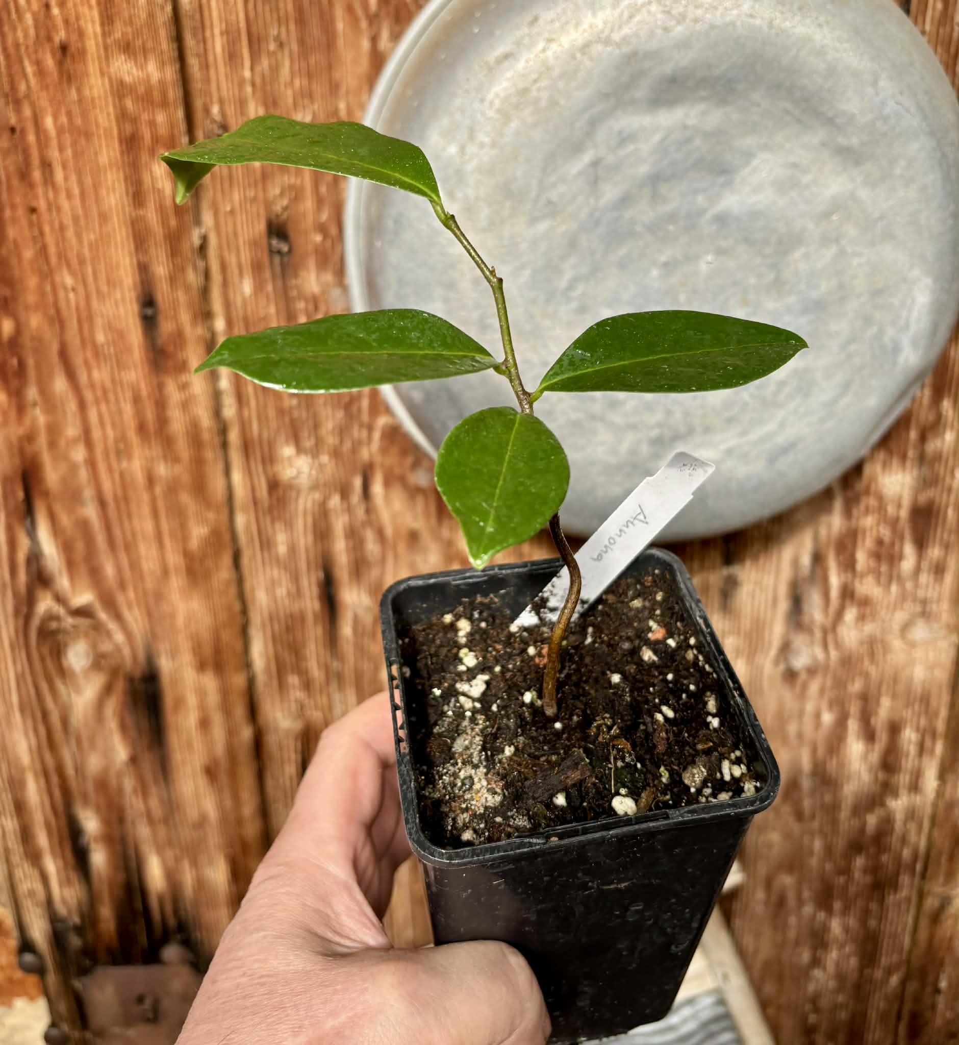 Annona montana - Mountain Soursop - 1 potted plant / 1 getopfte Pflanze