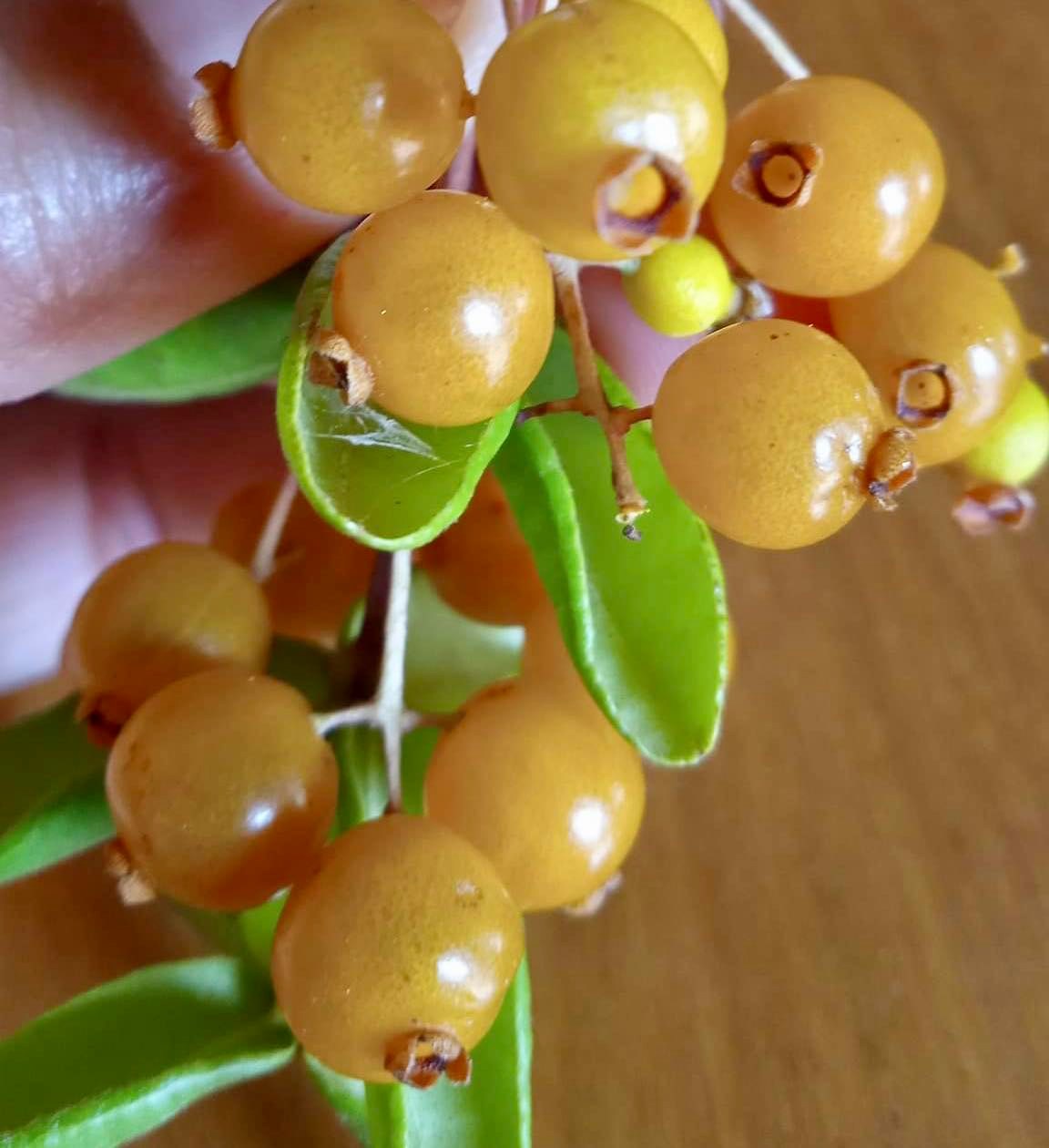 Guamirim amarelo (Calyptranthes sp) - potted plant / getopfte Pflanze