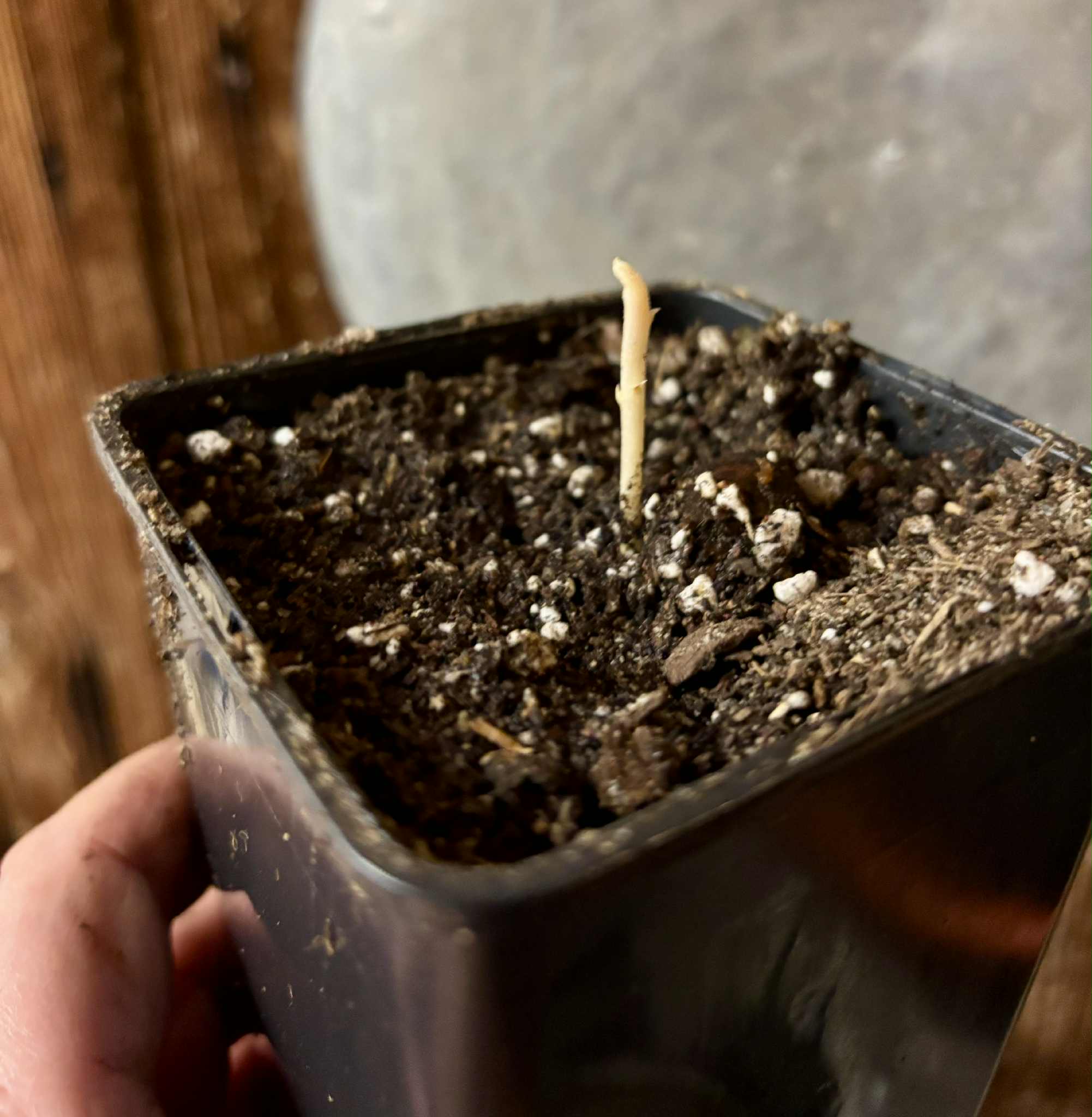 Melicoccus sp Bahia - 1 potted seedling / 1 getopfter Sämling