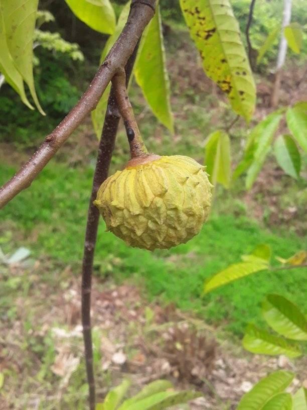 Annona rensoniana  - 3 fresh seeds / 3 frische Samen