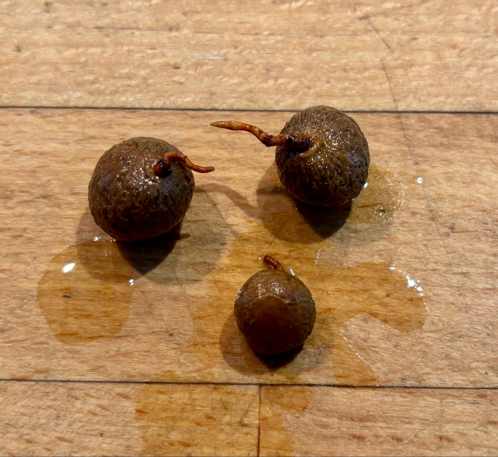 Ubajai (Eugenia myrcianthes) - 1 germinated seed / 1 gekeimter Samen Ubajai (Eugenia myrcianthes) - 1 germinated seed / 1 gekeimter Samen