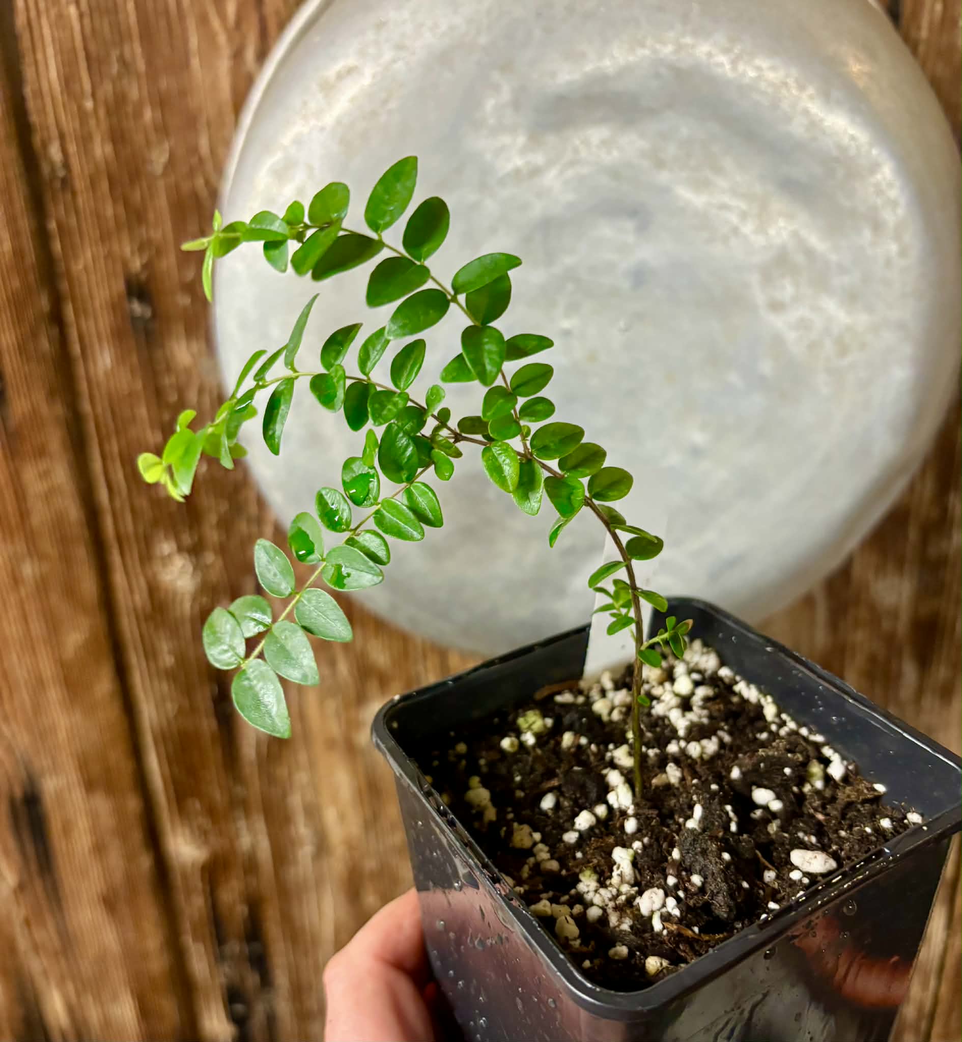 Myrciaria sp Pastora - 1 potted seedling / 1 getopfter Sämling