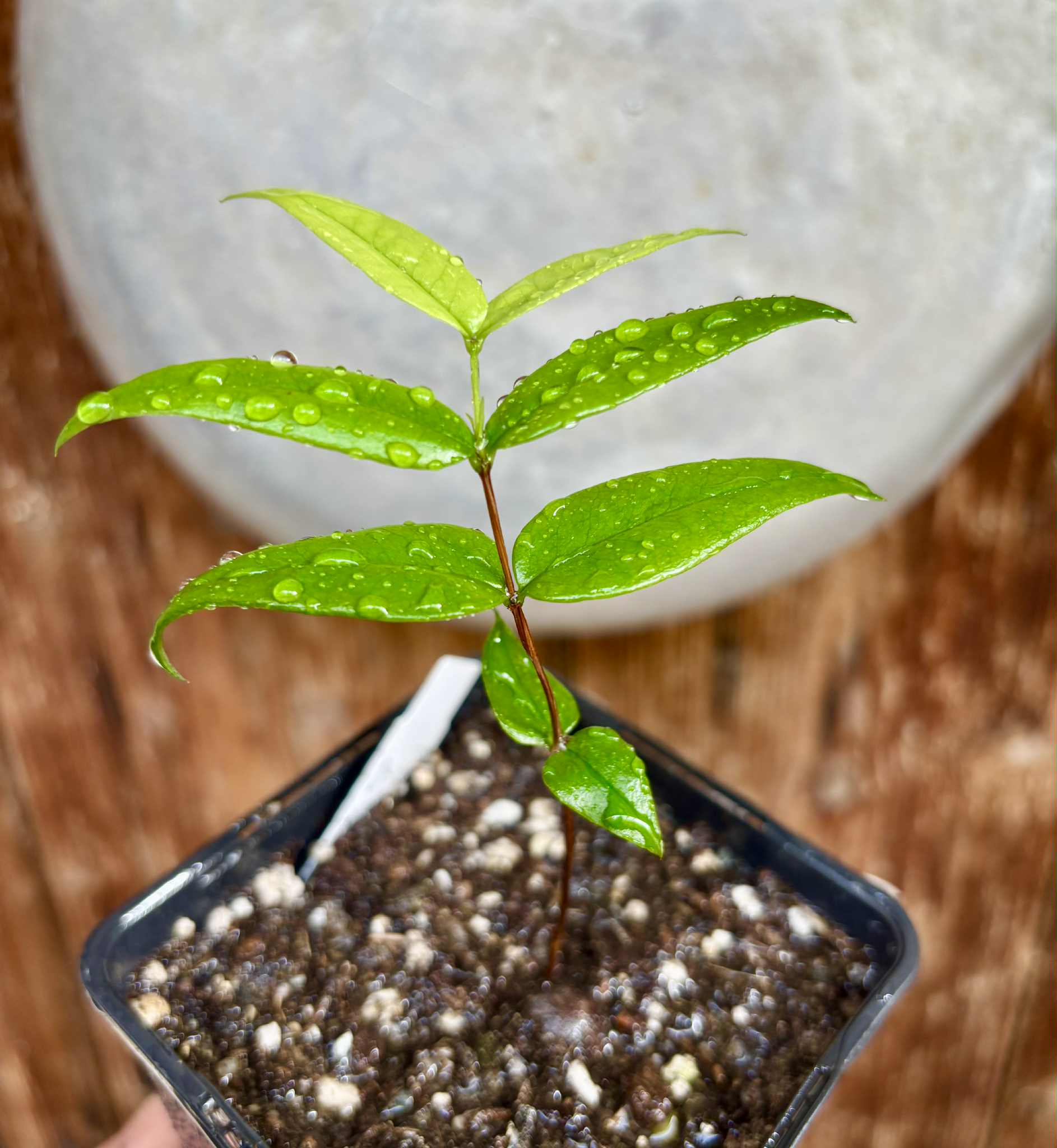 Mouriri sp Nova Provisão - 1 potted plant / 1 getopfte Pflanze