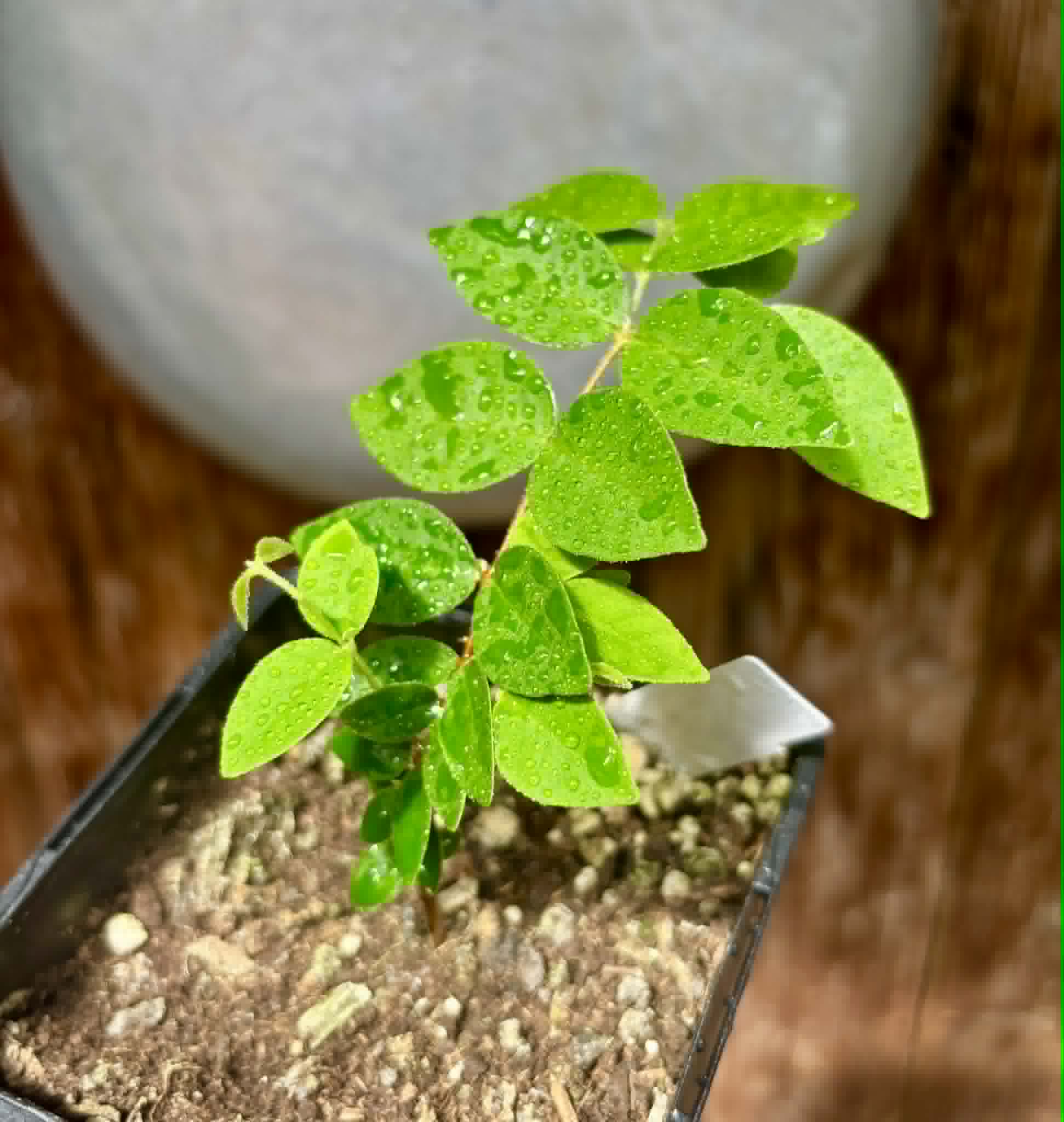 Eugenia hirta - 1 potted seedling/ 1 getopfter Sämling