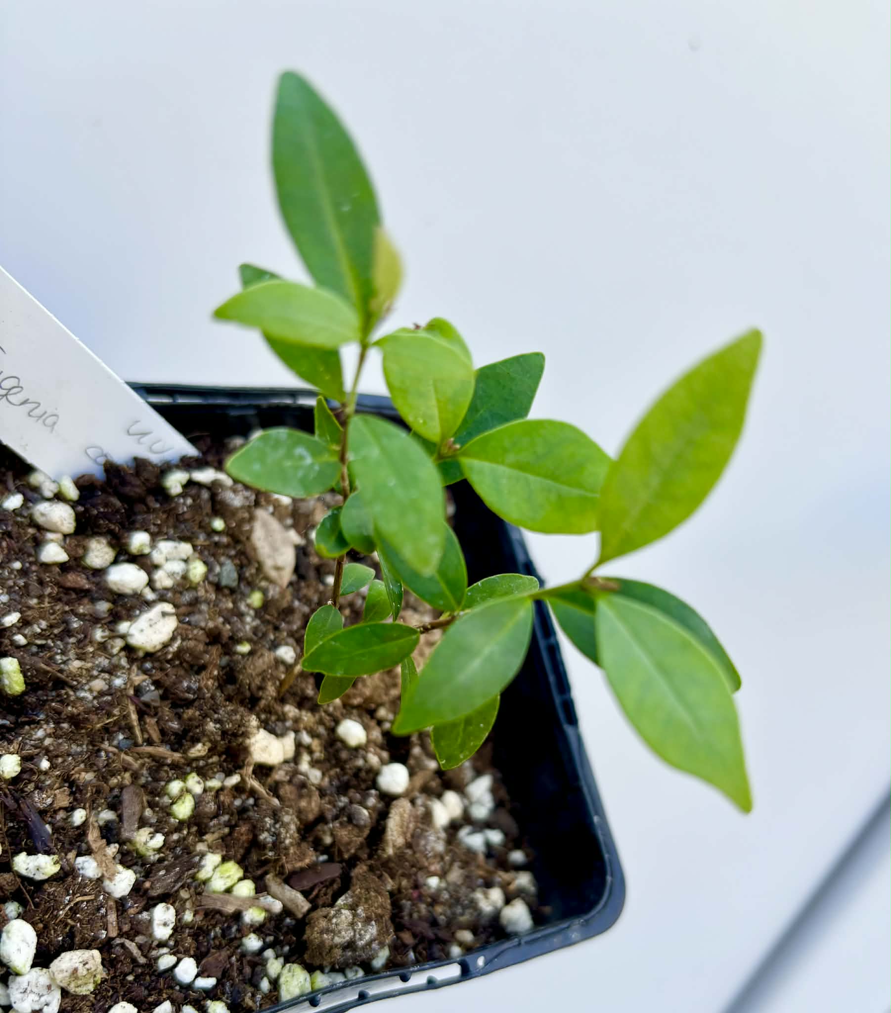 Eugenia sp Uvitas -  1 potted seedling / 1 getopfter Sämling