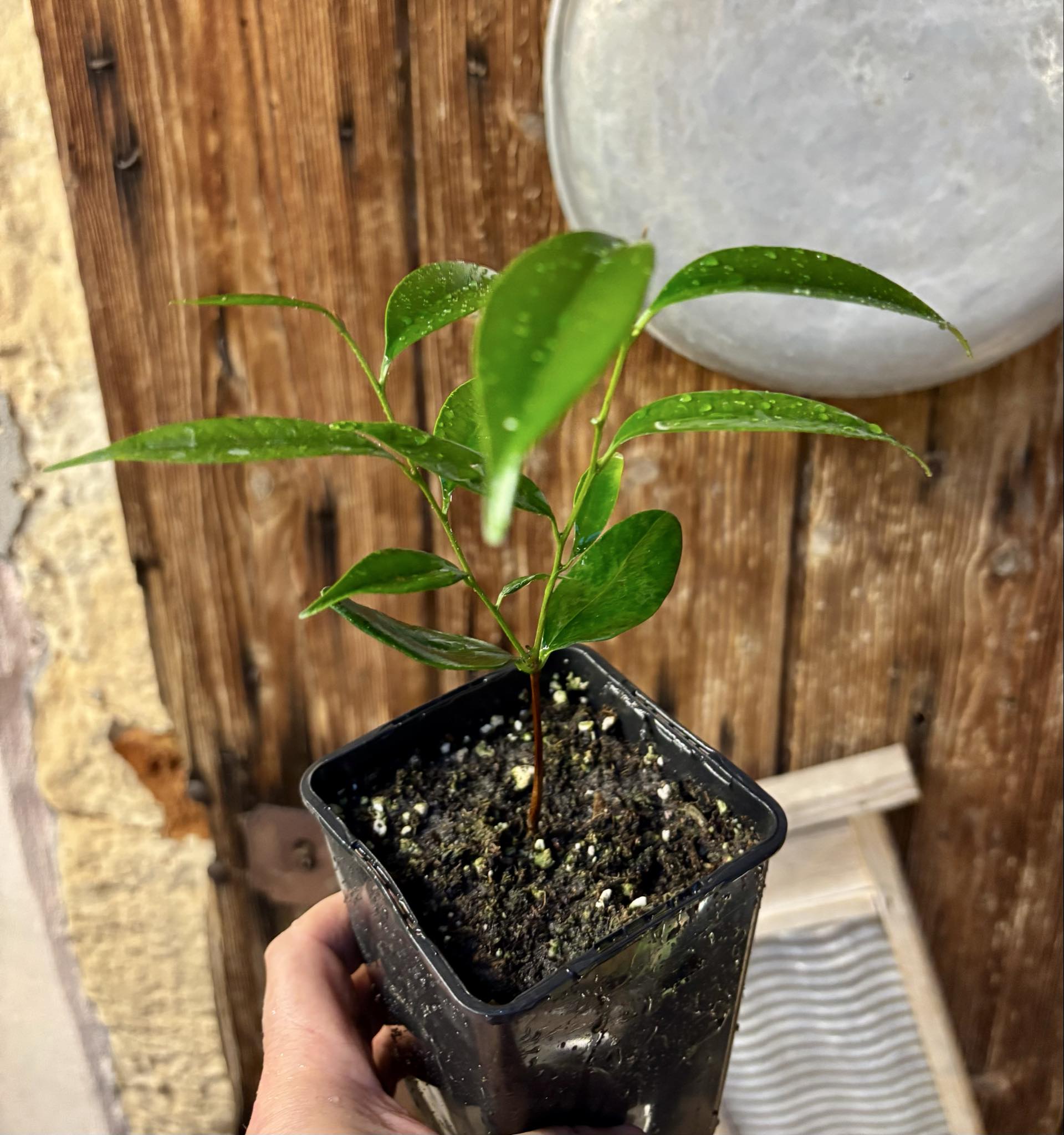 Diploon cuspidatum  -  1 potted seedling / 1 getopfter Sämling