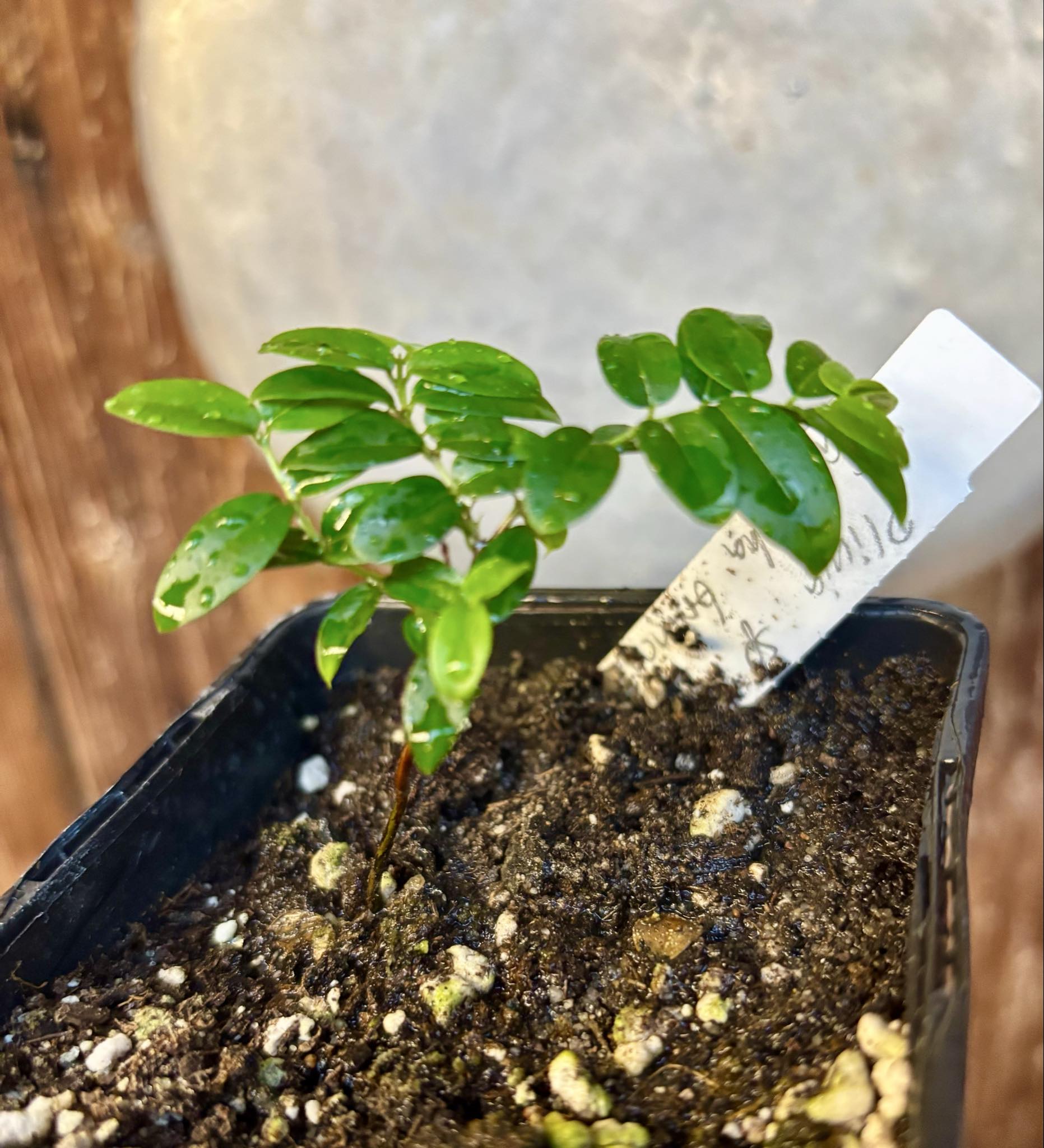 Jaboticaba - Plinia sp Canelinha Polpa branca - 1 small potted seedling / 1 kleiner, getopfter Sämling