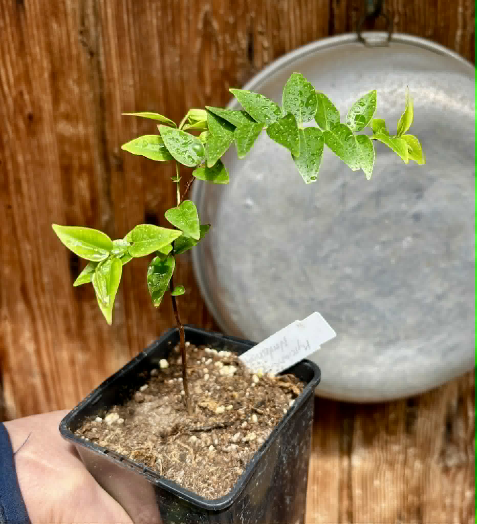 Myrciaria sp Nordestina - 1 potted seedling / 1 getopfter Sämling
