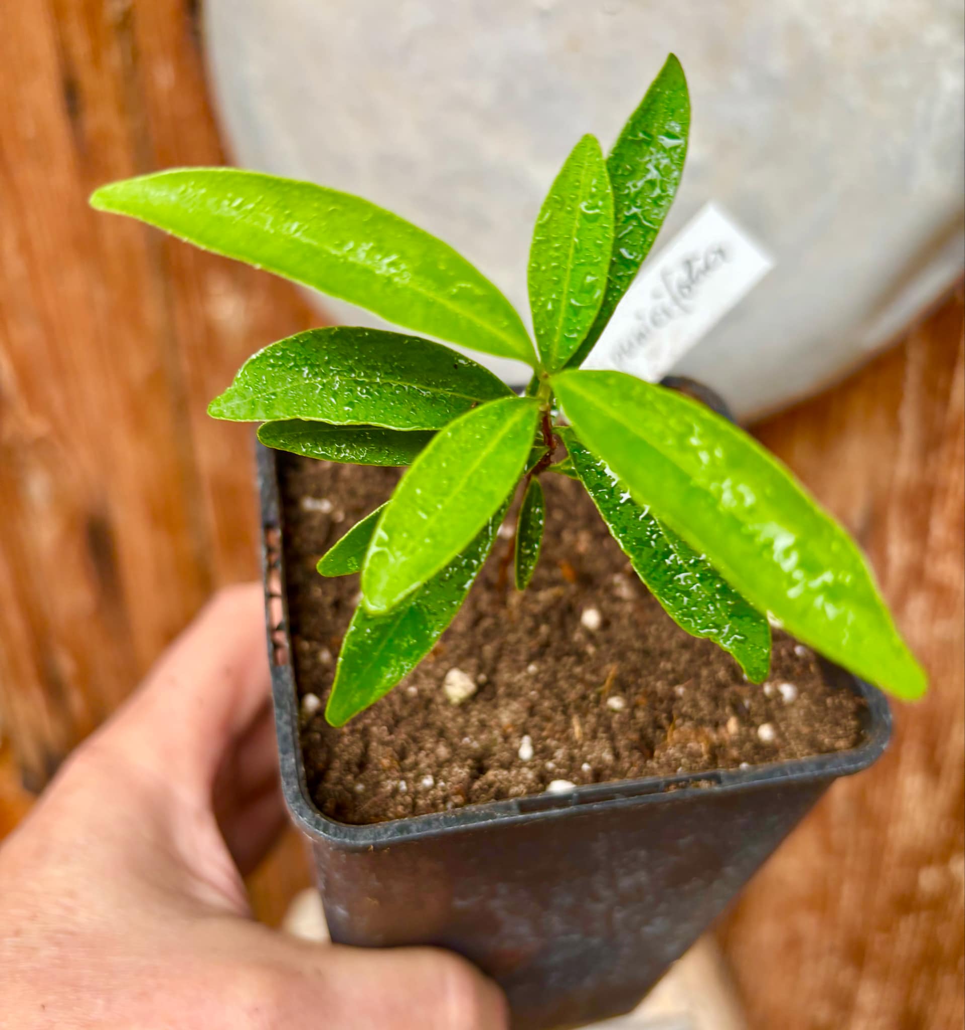 Eugenia punicifolia - 1 potted plant / 1 getopfte Pflanze