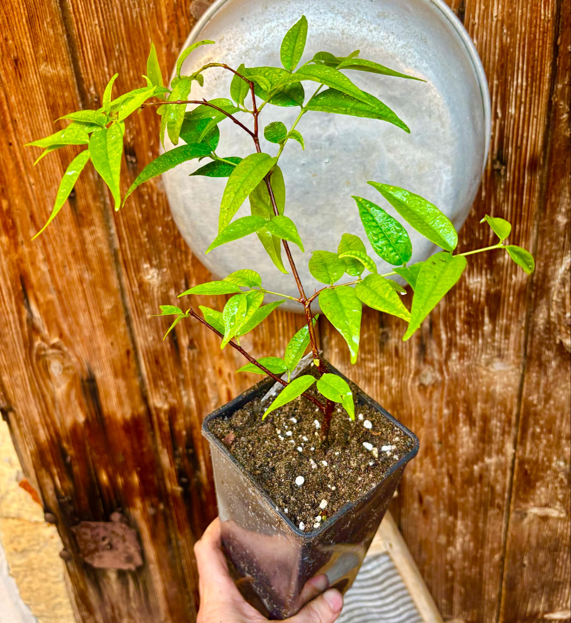 Eugenia anthropophaga - 1 potted plant / 1 getopfte Pflanze