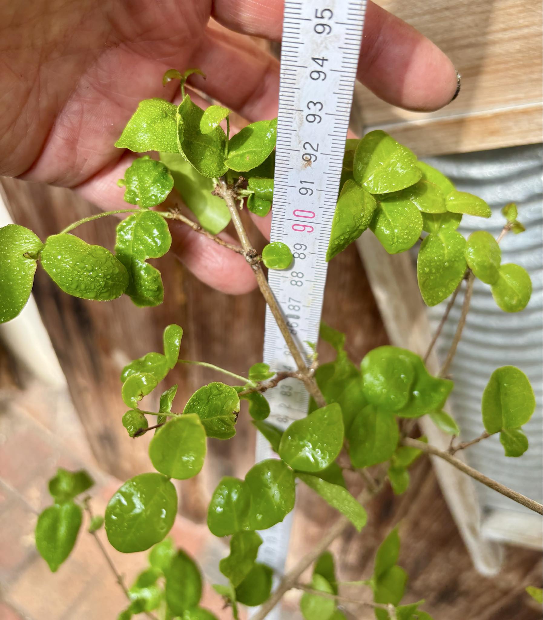 Eugenia uniflora var. Colombia - 1 potted plant / 1 getopfte Pflanze