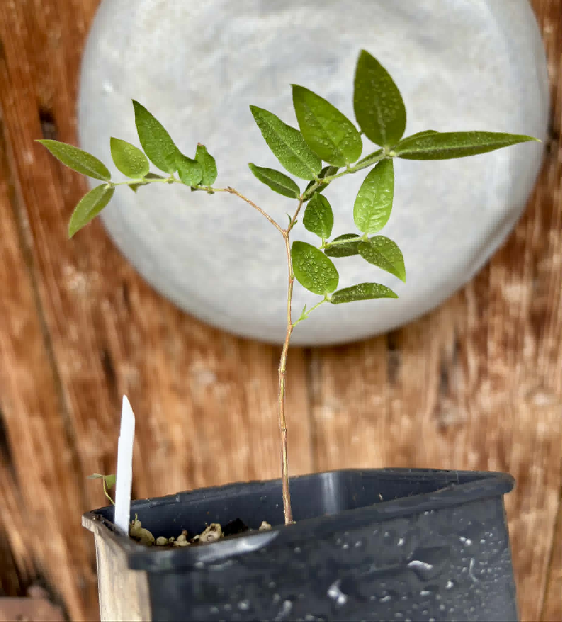 Myrciaria sp Cabeludinha preta (Blue Glomerata) - 1 pottet seedling / 1 getopfter Sämling
