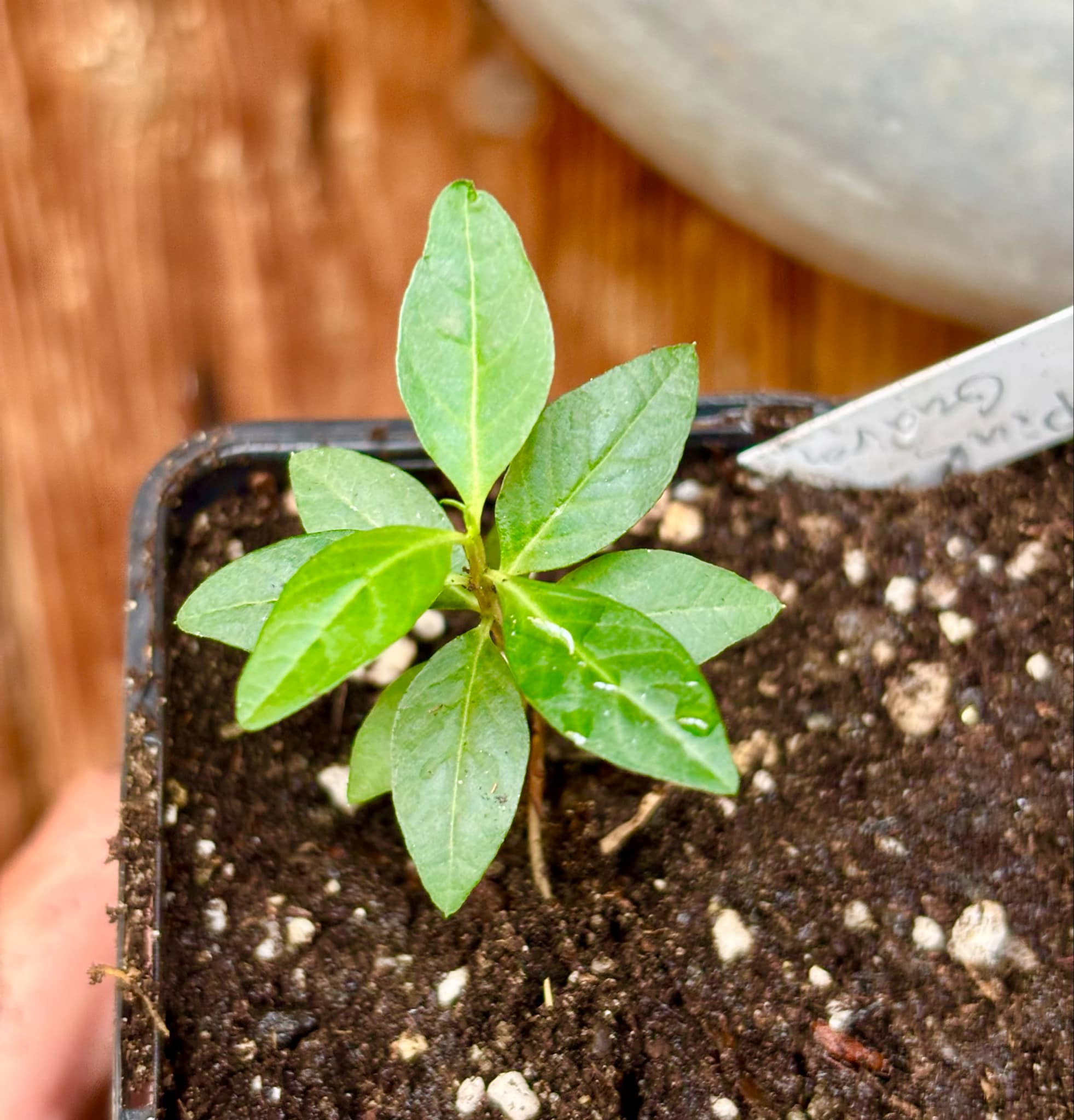 Psidium guajava - Pink Felah  - 1 small potted seedling / 1 kleiner, getopfter Sämling 