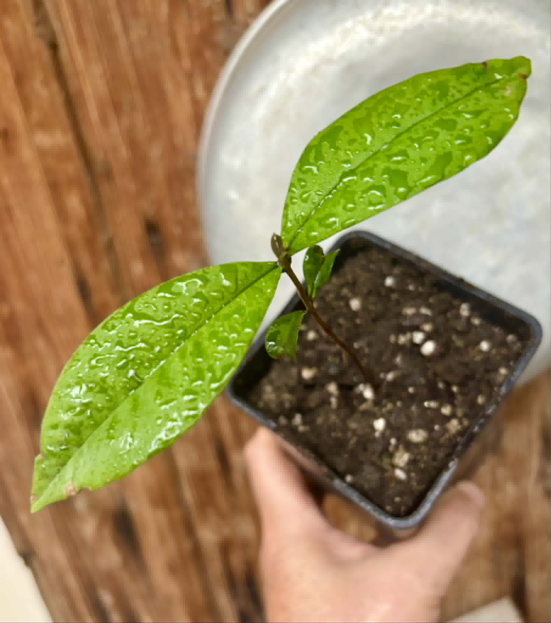 Eugenia sect. pisiformis var. Maruim - 1 potted seedling / 1 getopfter Sämling